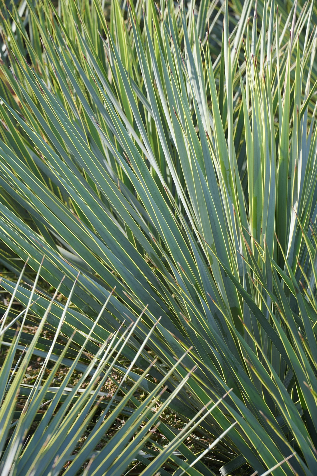 Blue Beaked Yucca 1 Blue Beaked Yucca