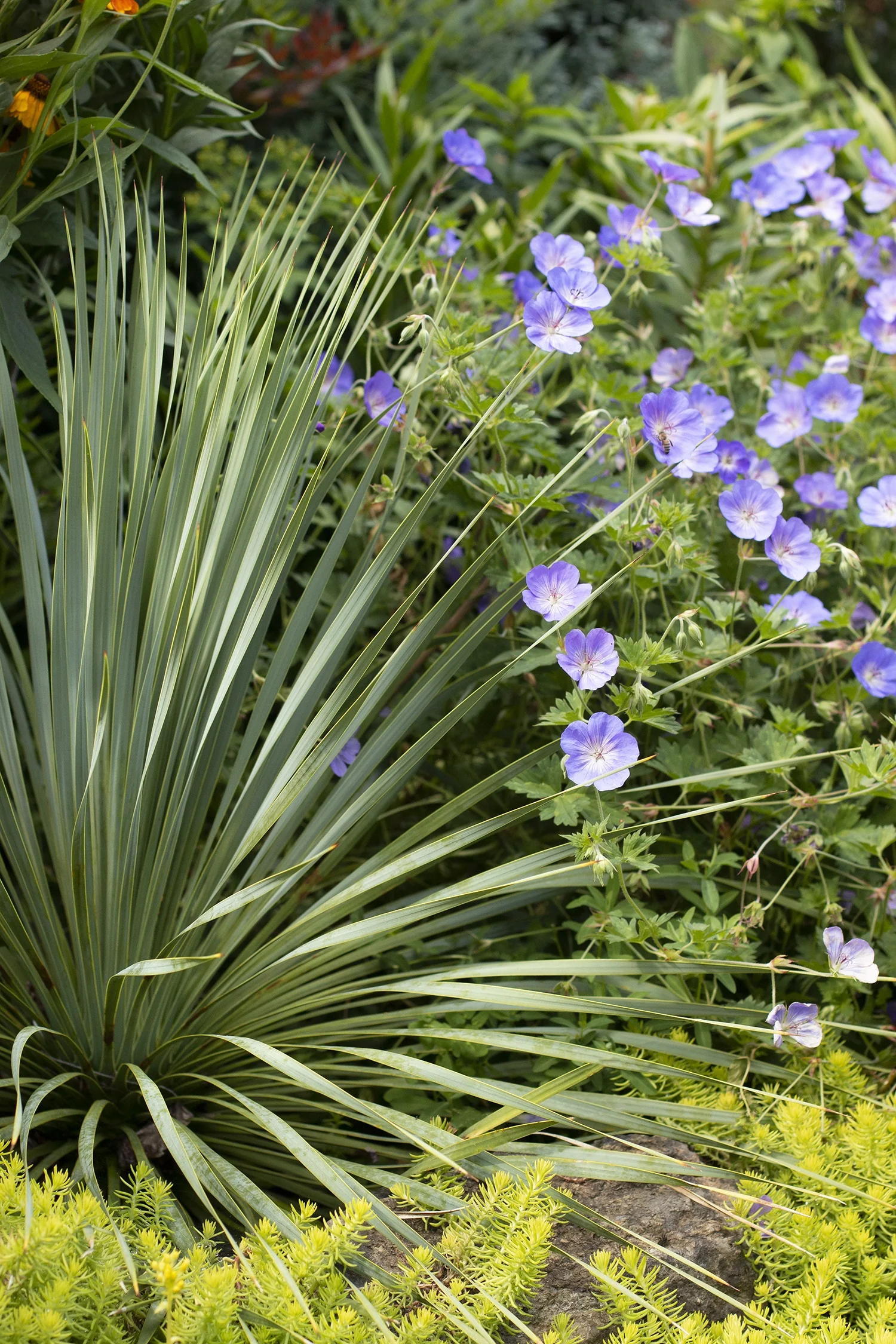 Blue Beaked Yucca 2 Blue Beaked Yucca