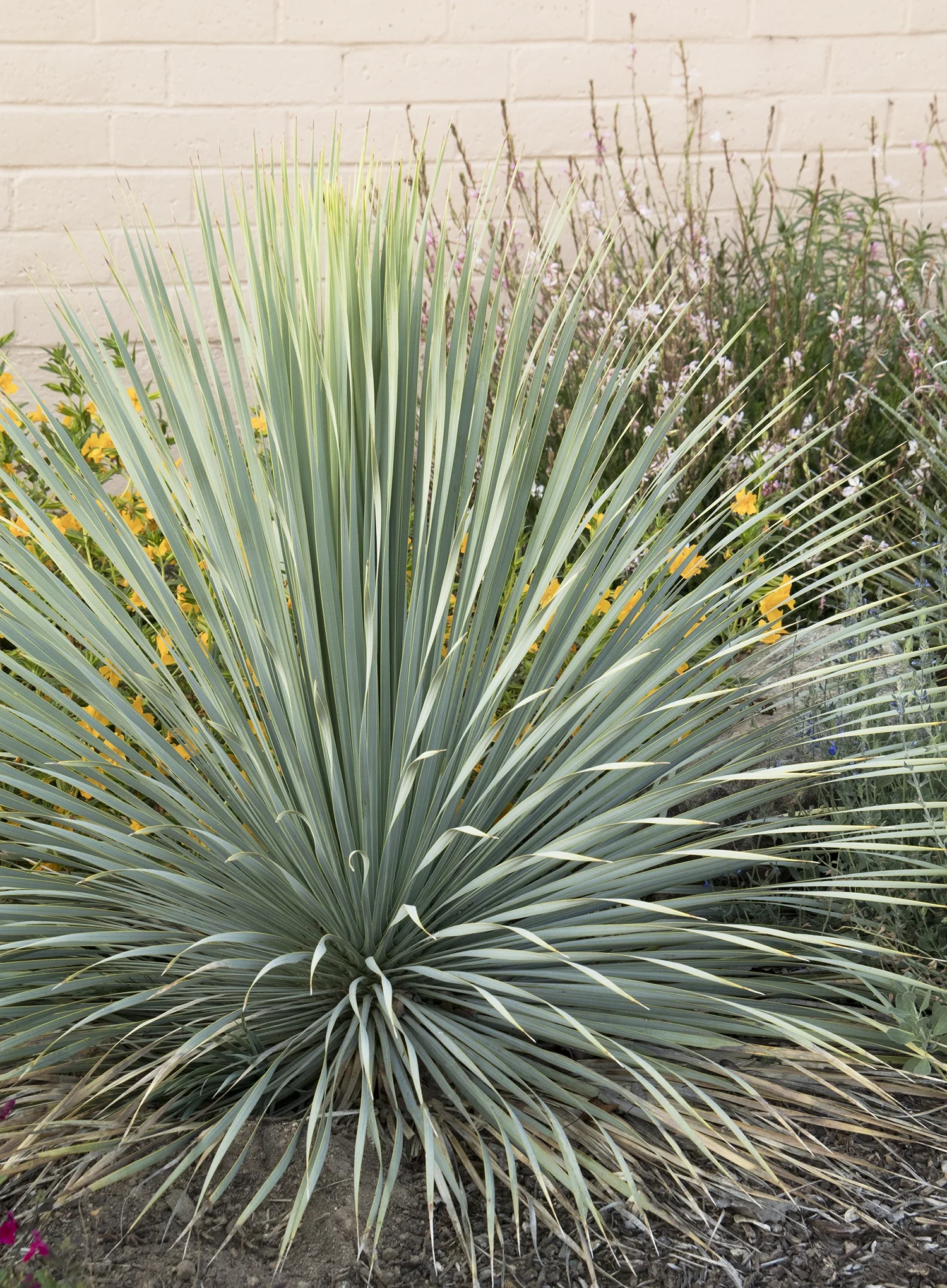 Blue Beaked Yucca 3 Blue Beaked Yucca