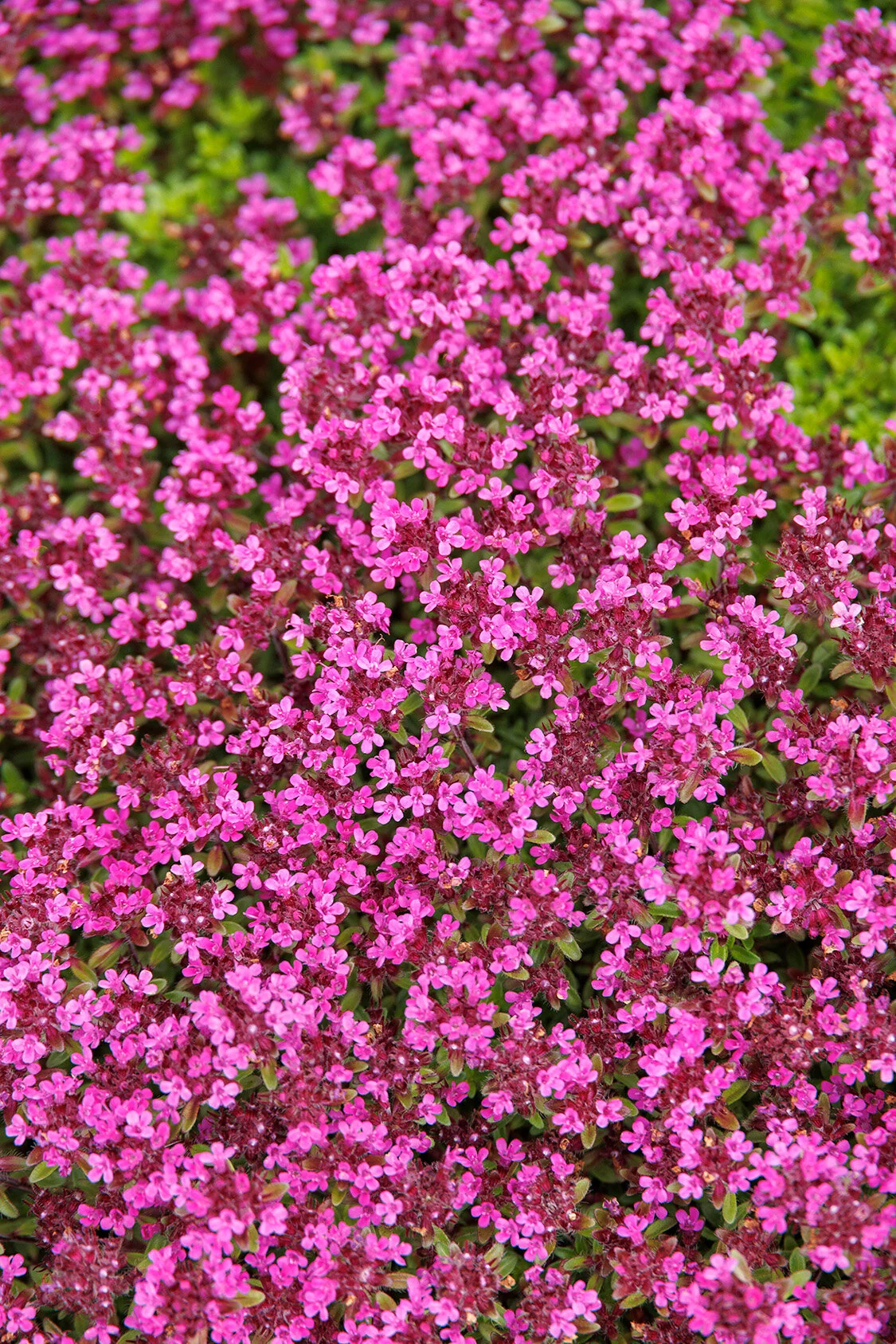 Red Creeping Thyme