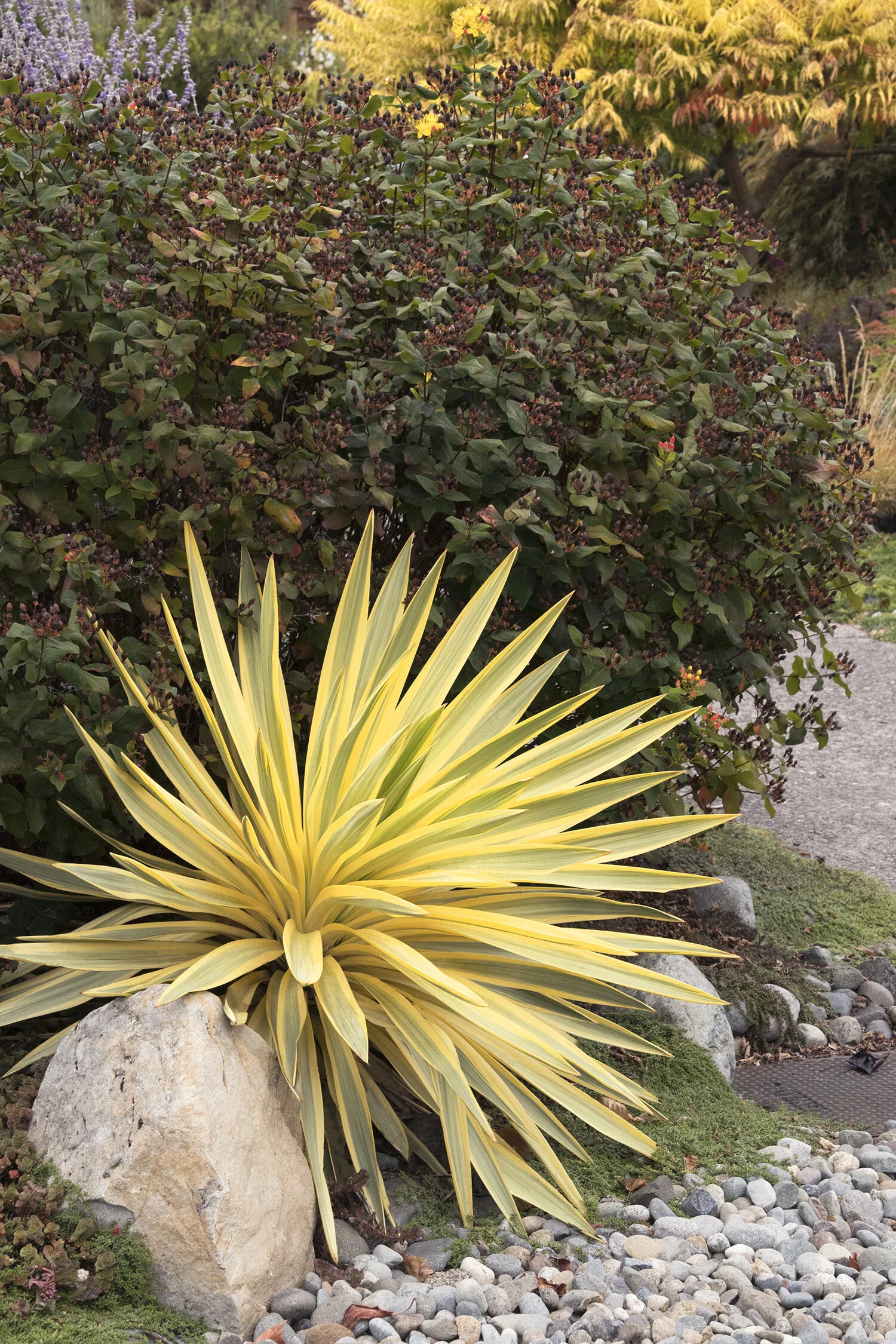 Bright Star Yucca 9 Bright Star Yucca