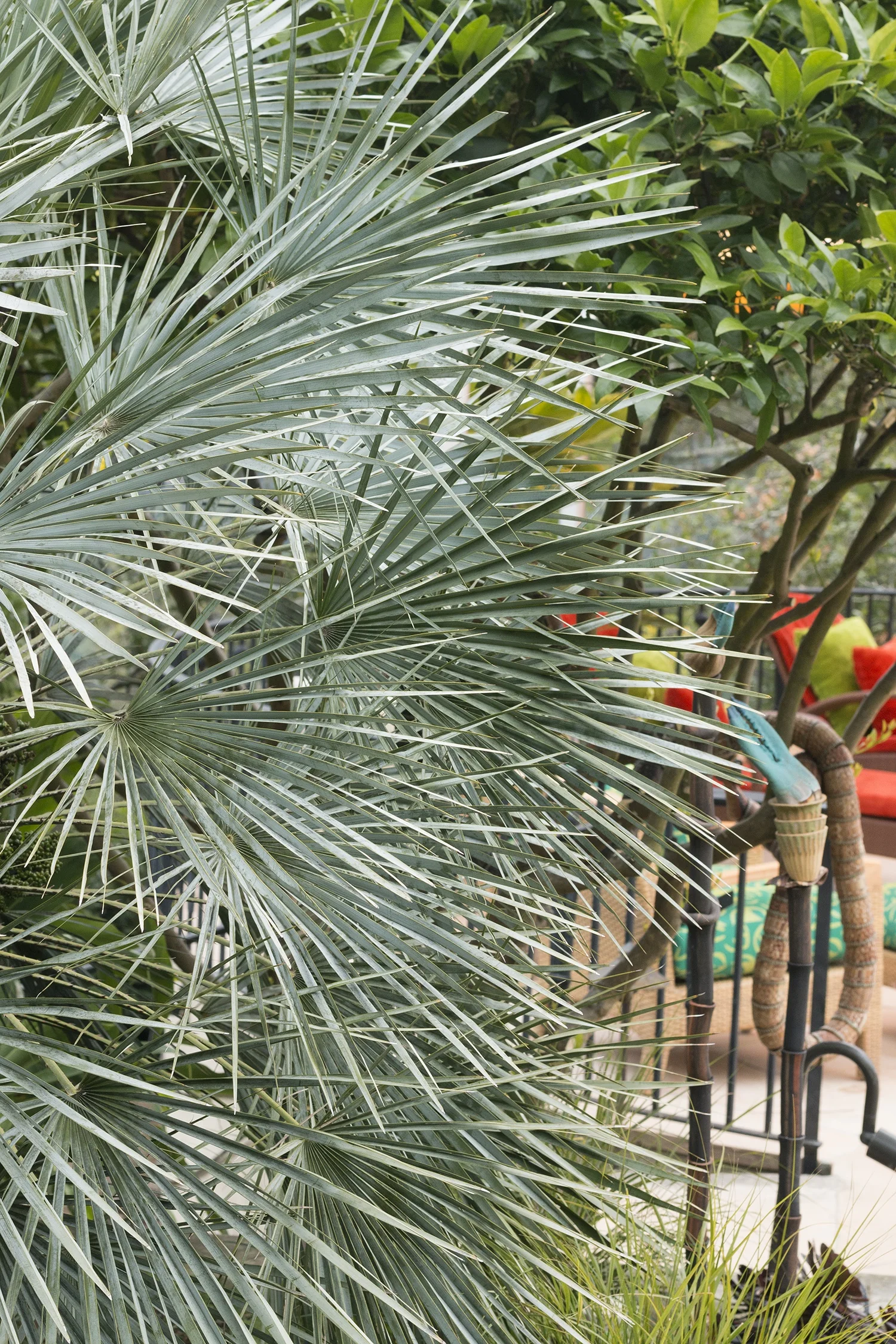Atlas Mountain Palm 8 Atlas Mountain Palm