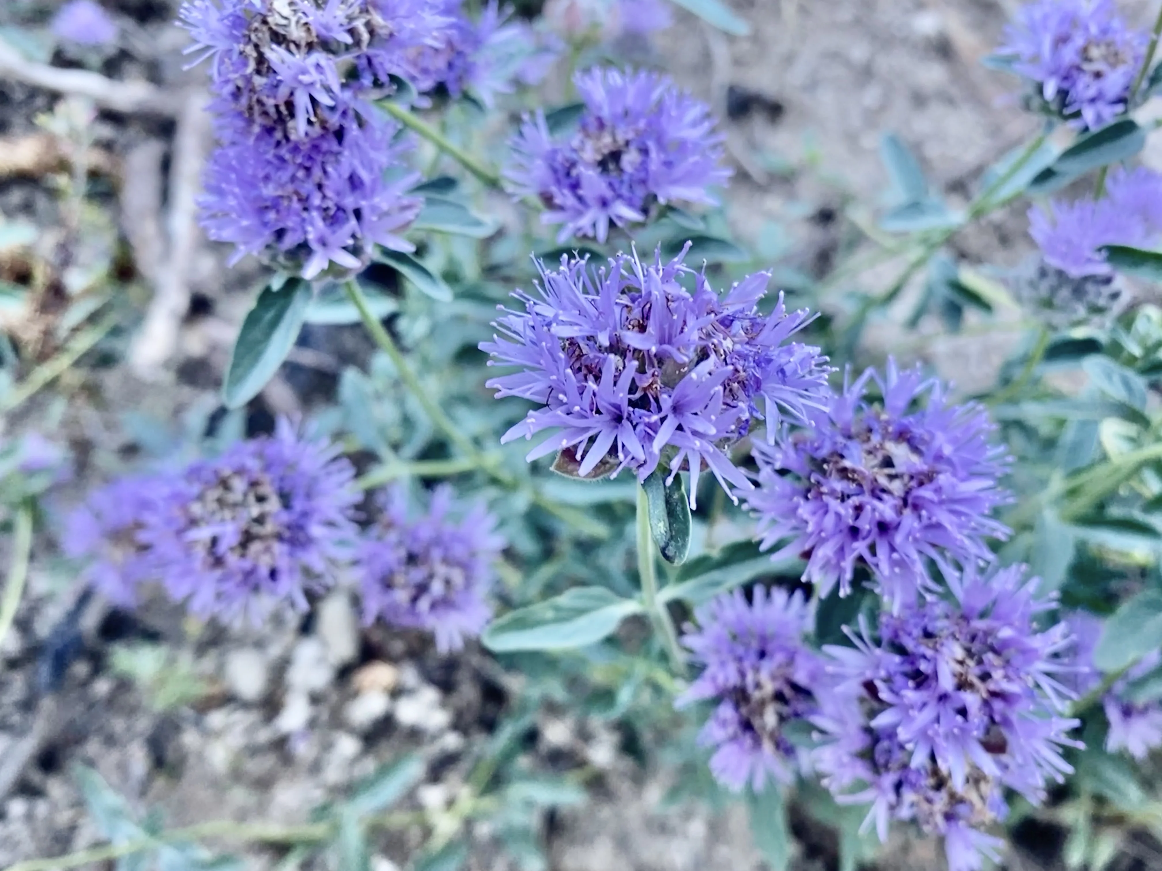 Coyote Mint 1 Coyote Mint