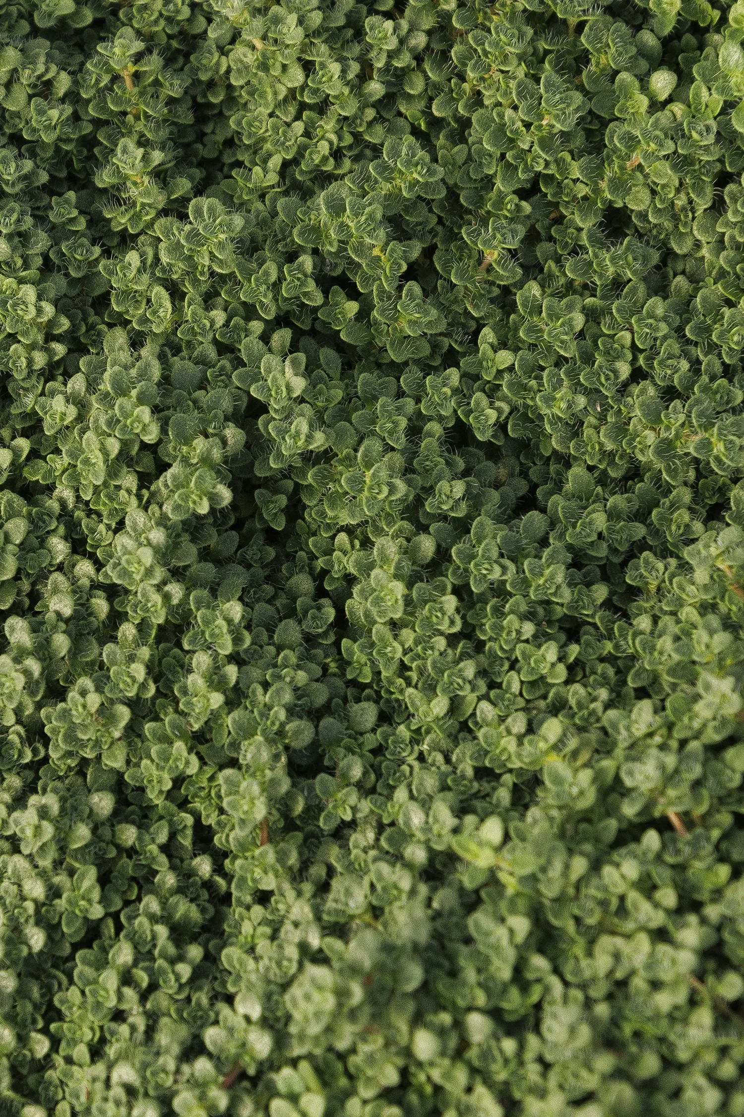Elfin Thyme