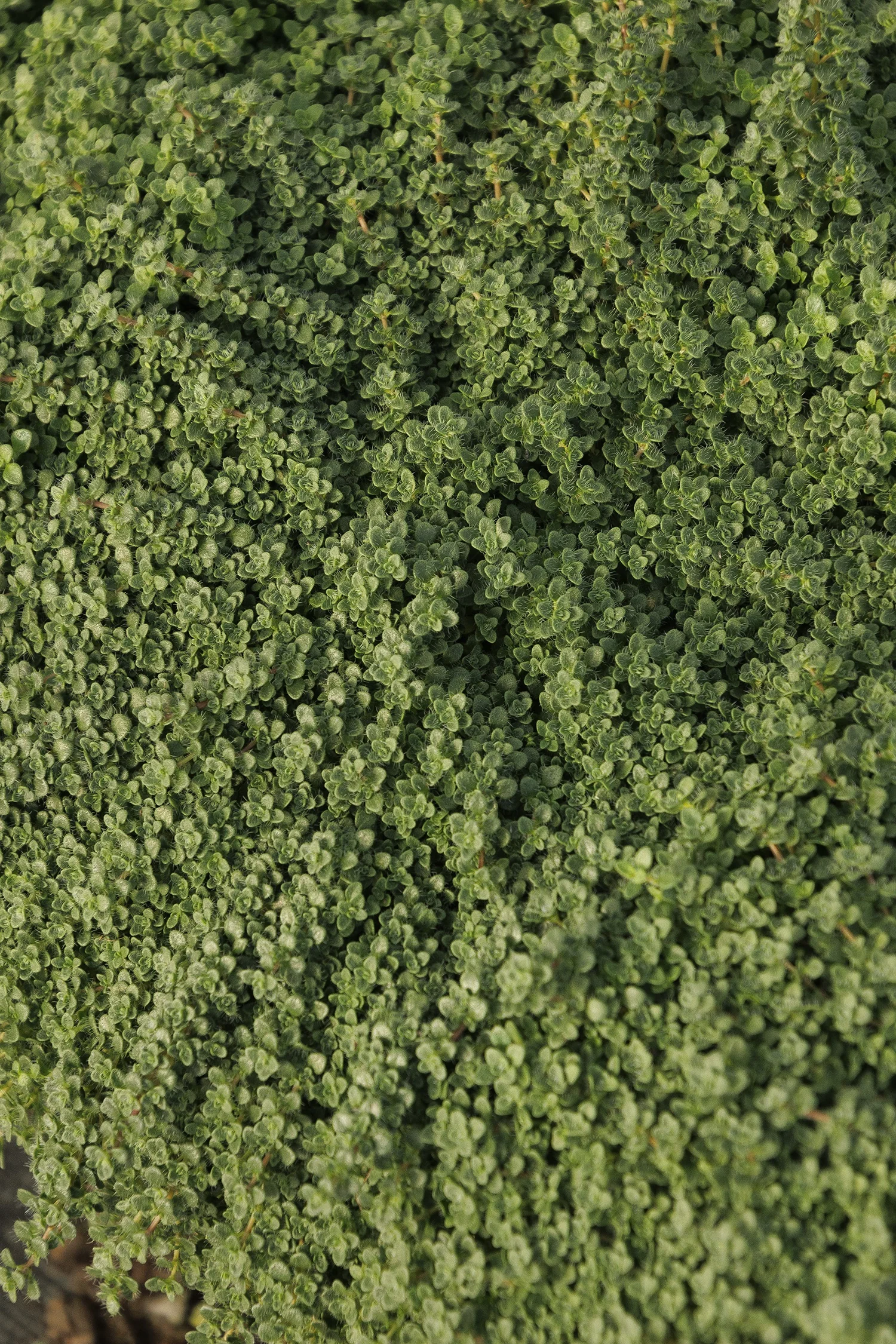 Elfin Thyme