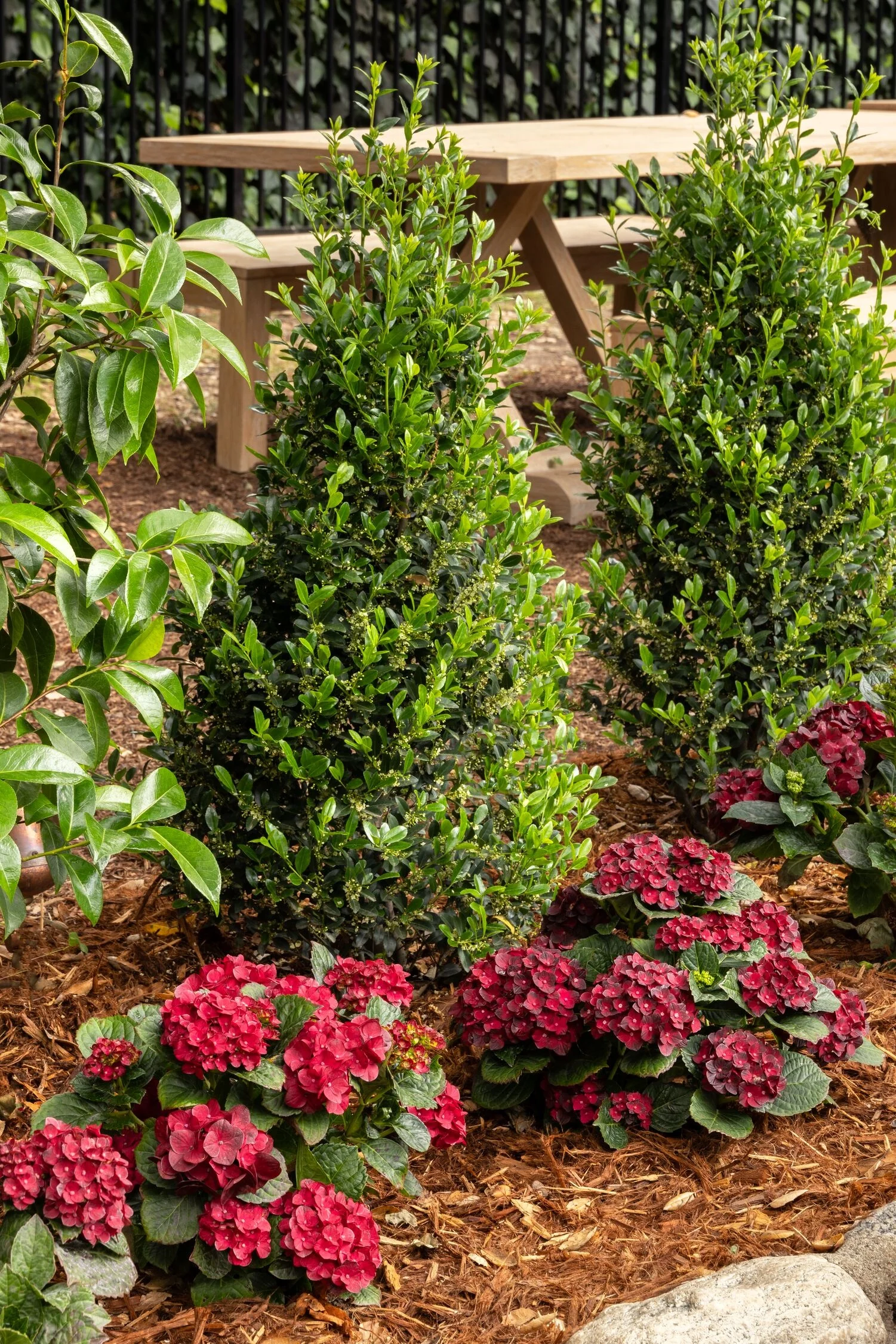 Emerald Colonnade® Holly 7 Emerald Colonnade® Holly