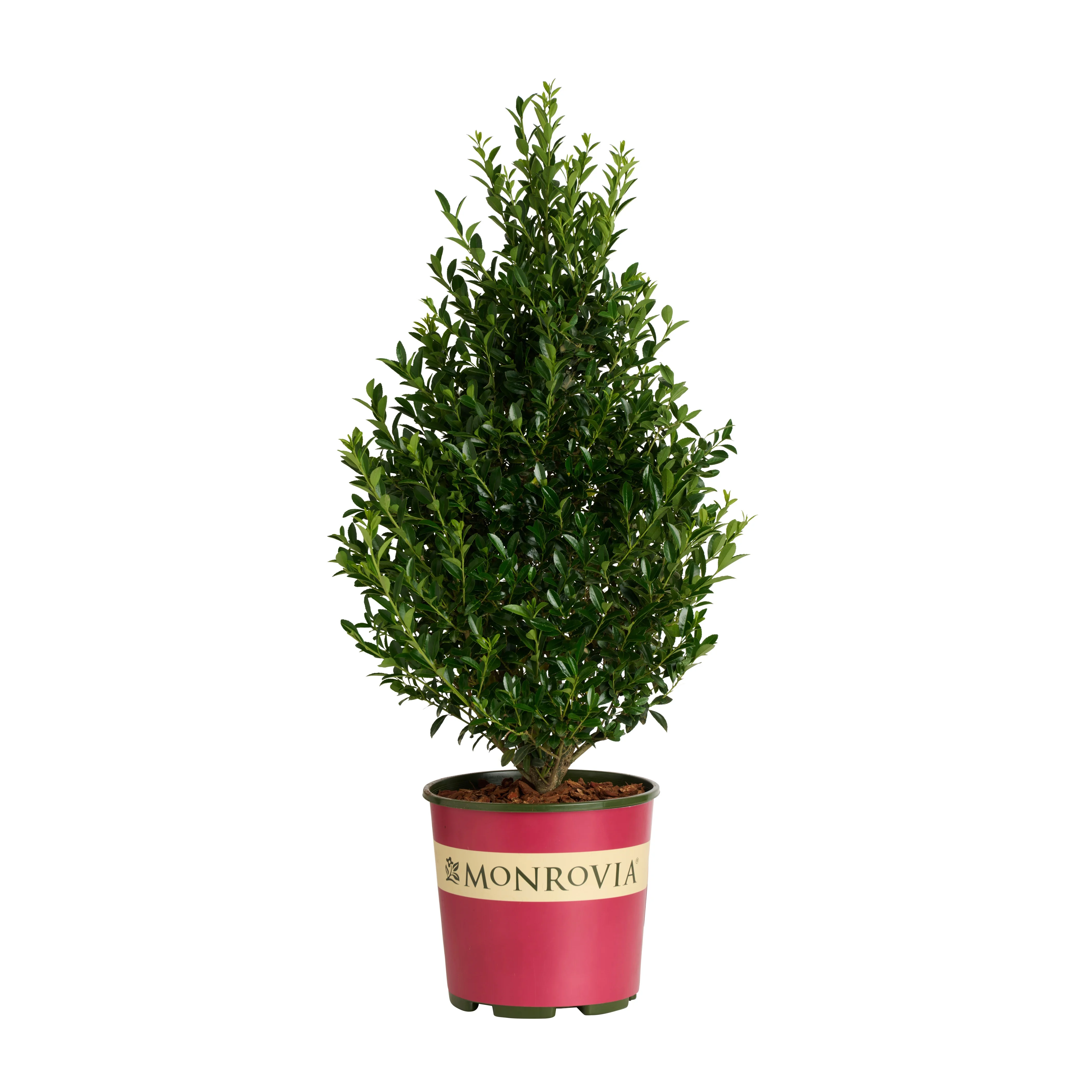 Emerald Colonnade® Holly 2 Emerald Colonnade® Holly