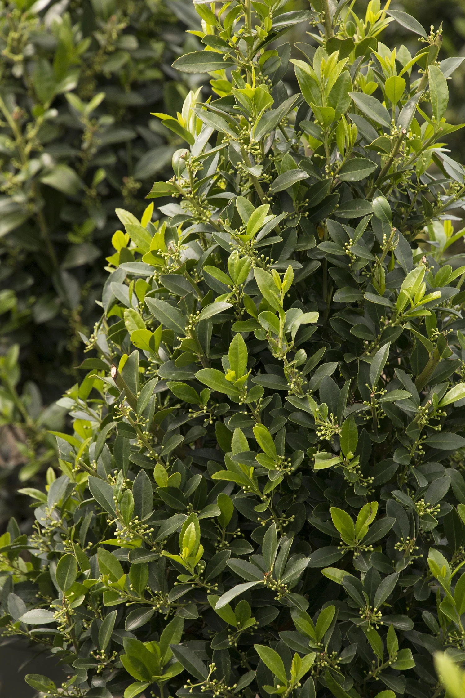 Emerald Colonnade® Holly 3 Emerald Colonnade® Holly