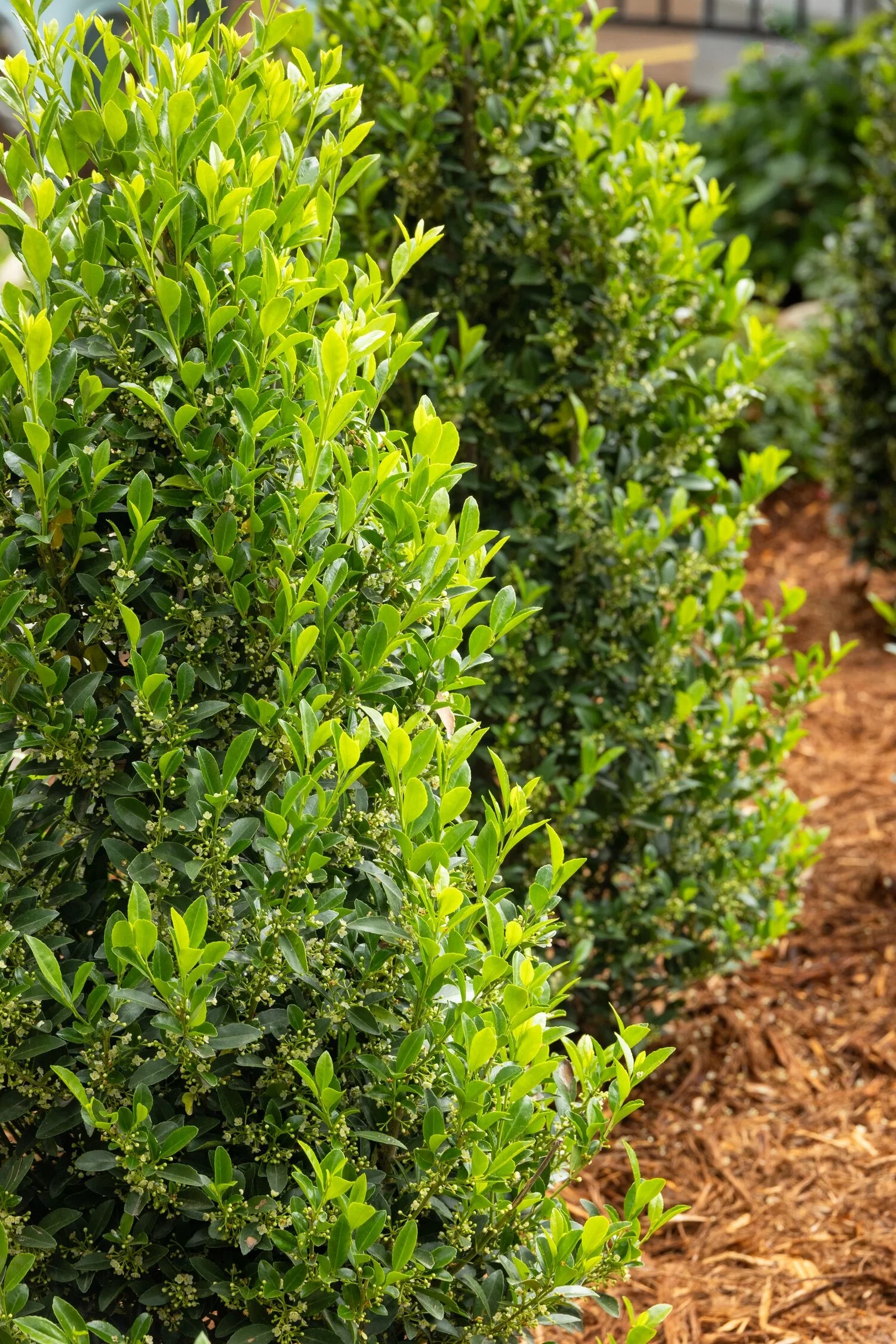 Emerald Colonnade® Holly 4 Emerald Colonnade® Holly