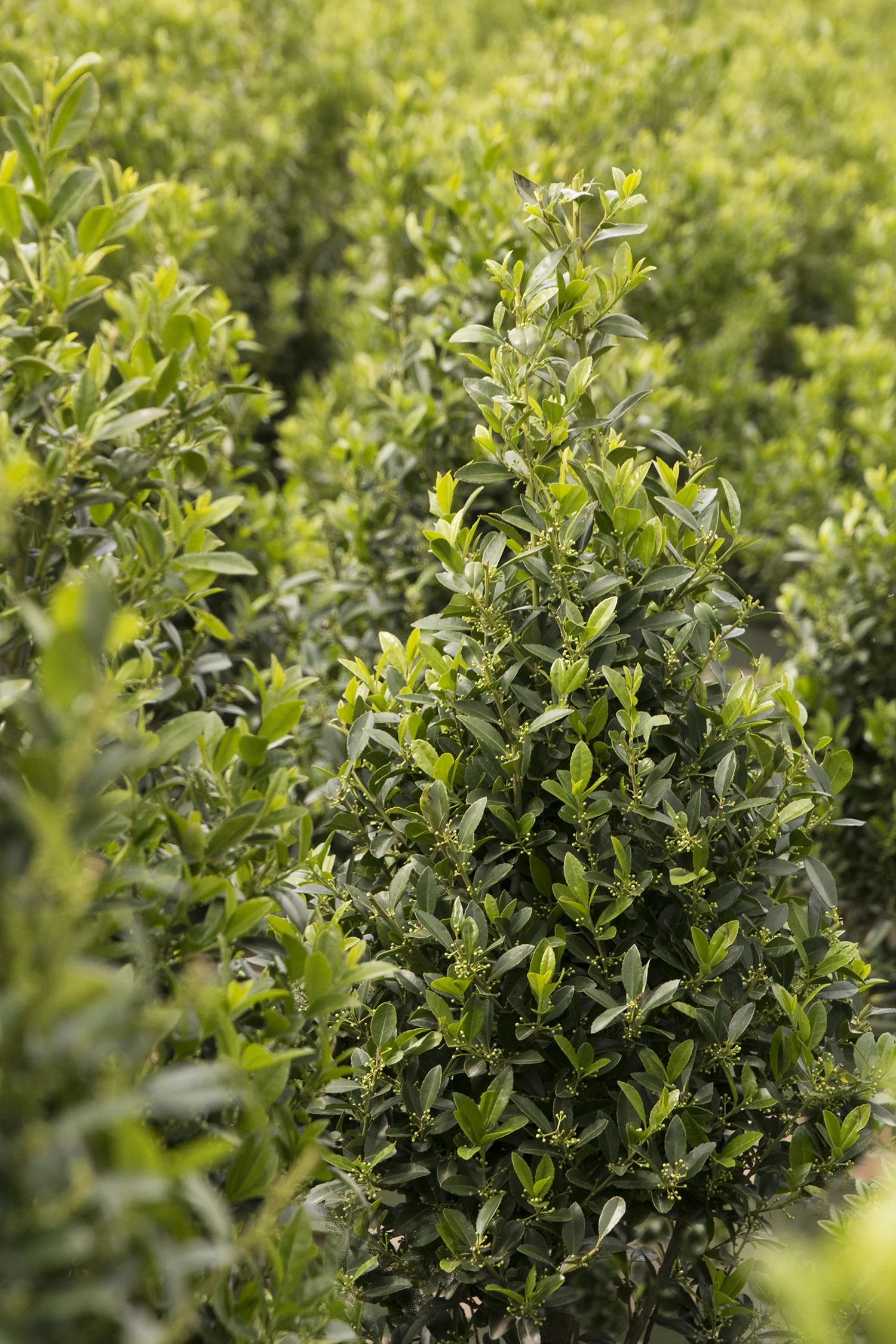 Emerald Colonnade® Holly 5 Emerald Colonnade® Holly