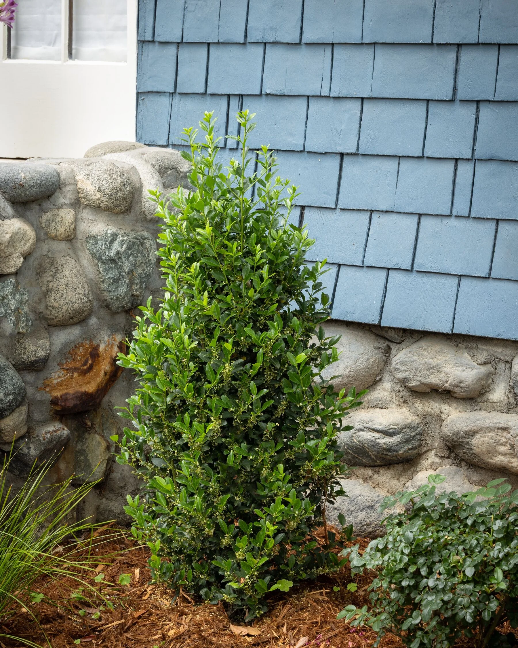 Emerald Colonnade® Holly 6 Emerald Colonnade® Holly