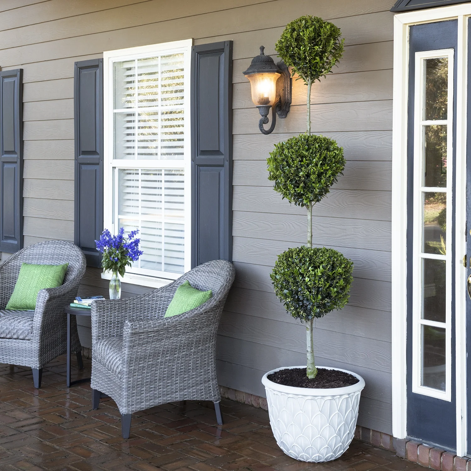 Emerald Colonnade® Holly 7 Emerald Colonnade® Holly
