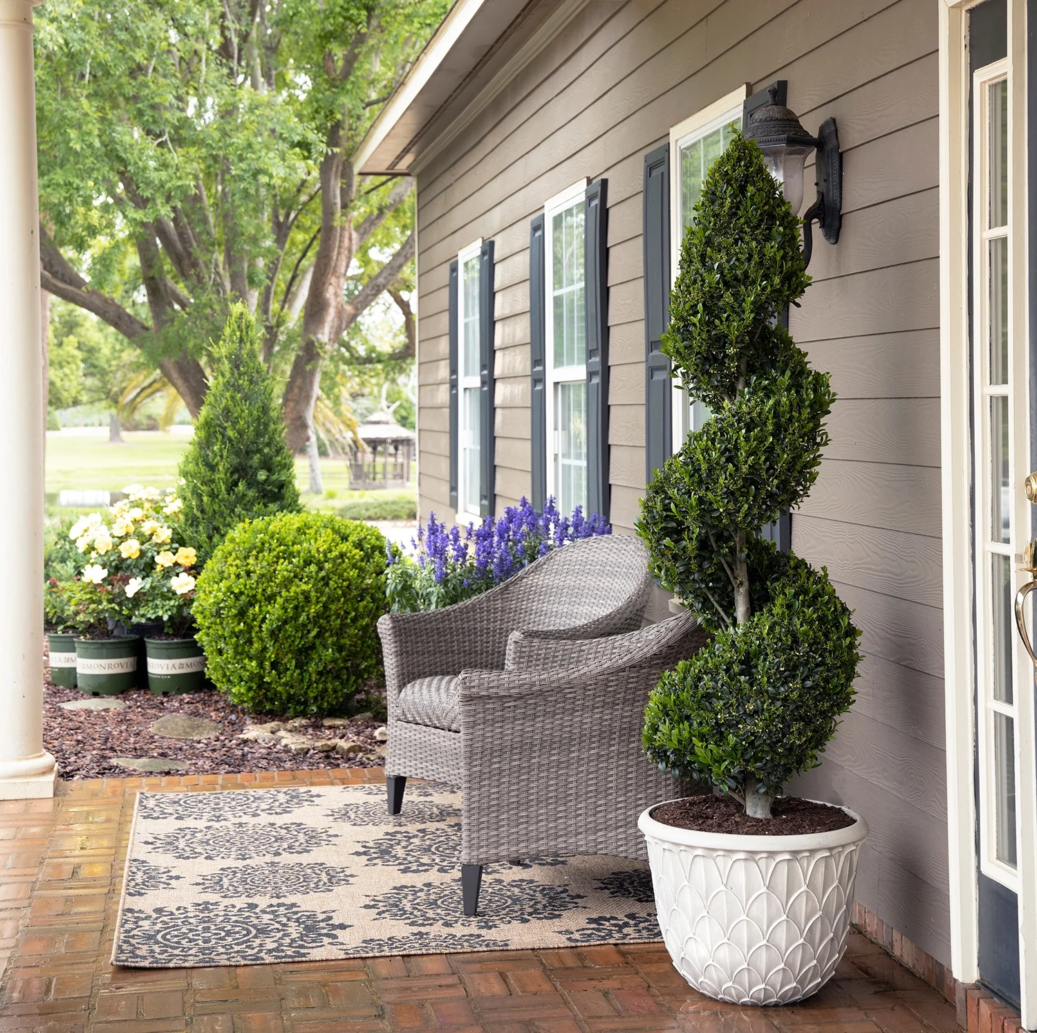 Emerald Colonnade® Holly 8 Emerald Colonnade® Holly