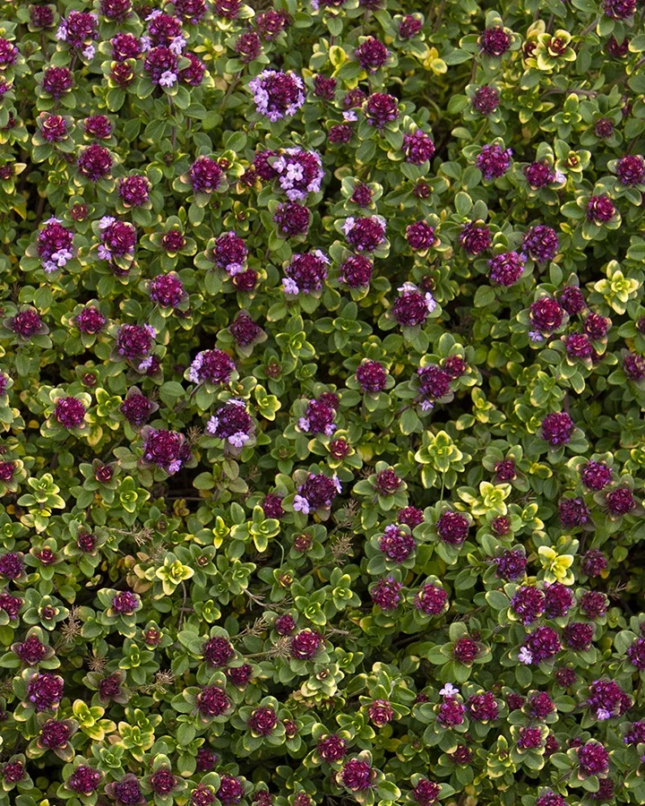 Doone Valley Pink Creeping Thyme