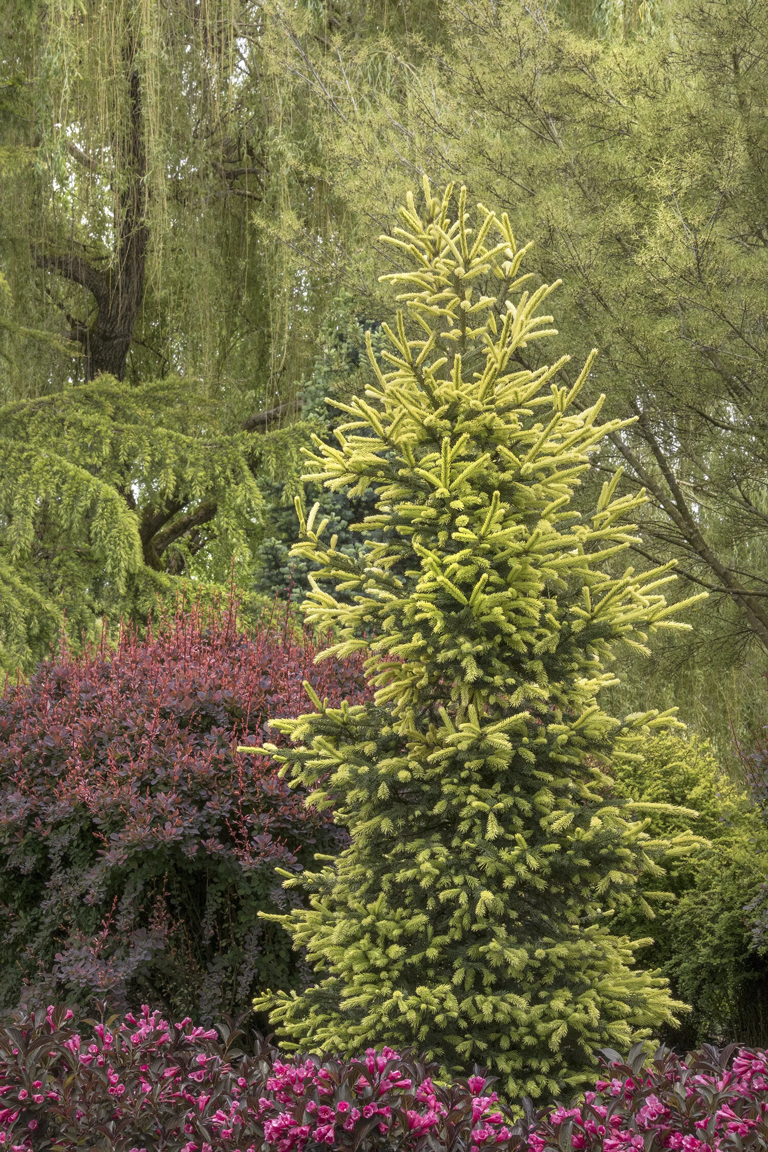 Sunburst™ Black Hills Spruce