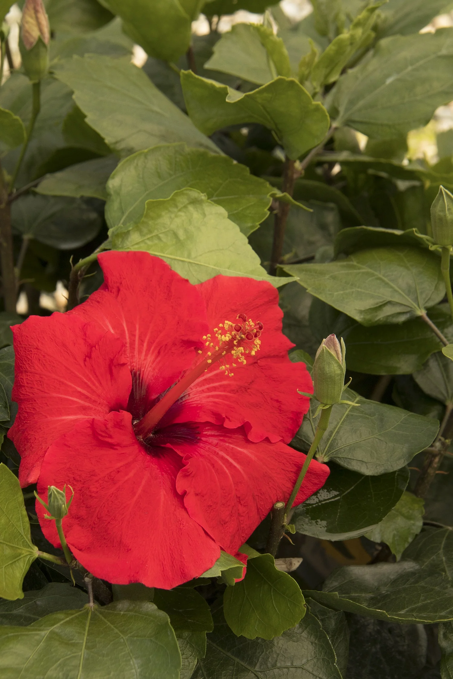 Red Darling® Hibiscus 1 Red Darling® Hibiscus