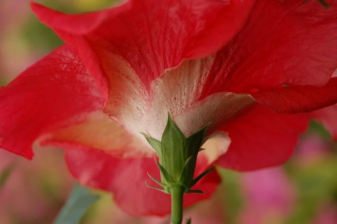 Red Darling® Hibiscus 2 Red Darling® Hibiscus