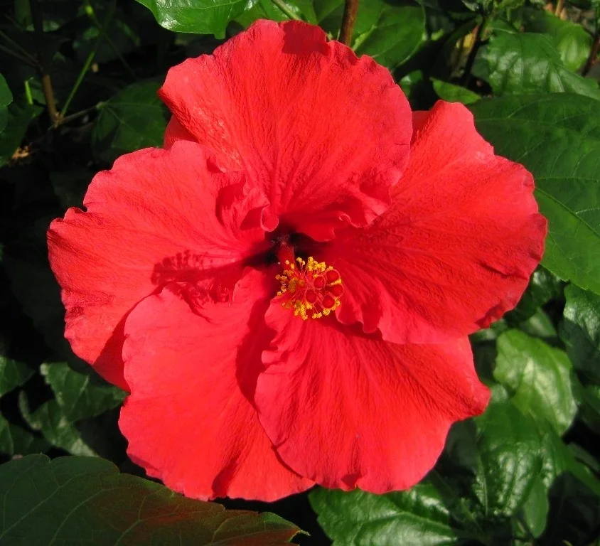 Red Darling® Hibiscus 3 Red Darling® Hibiscus