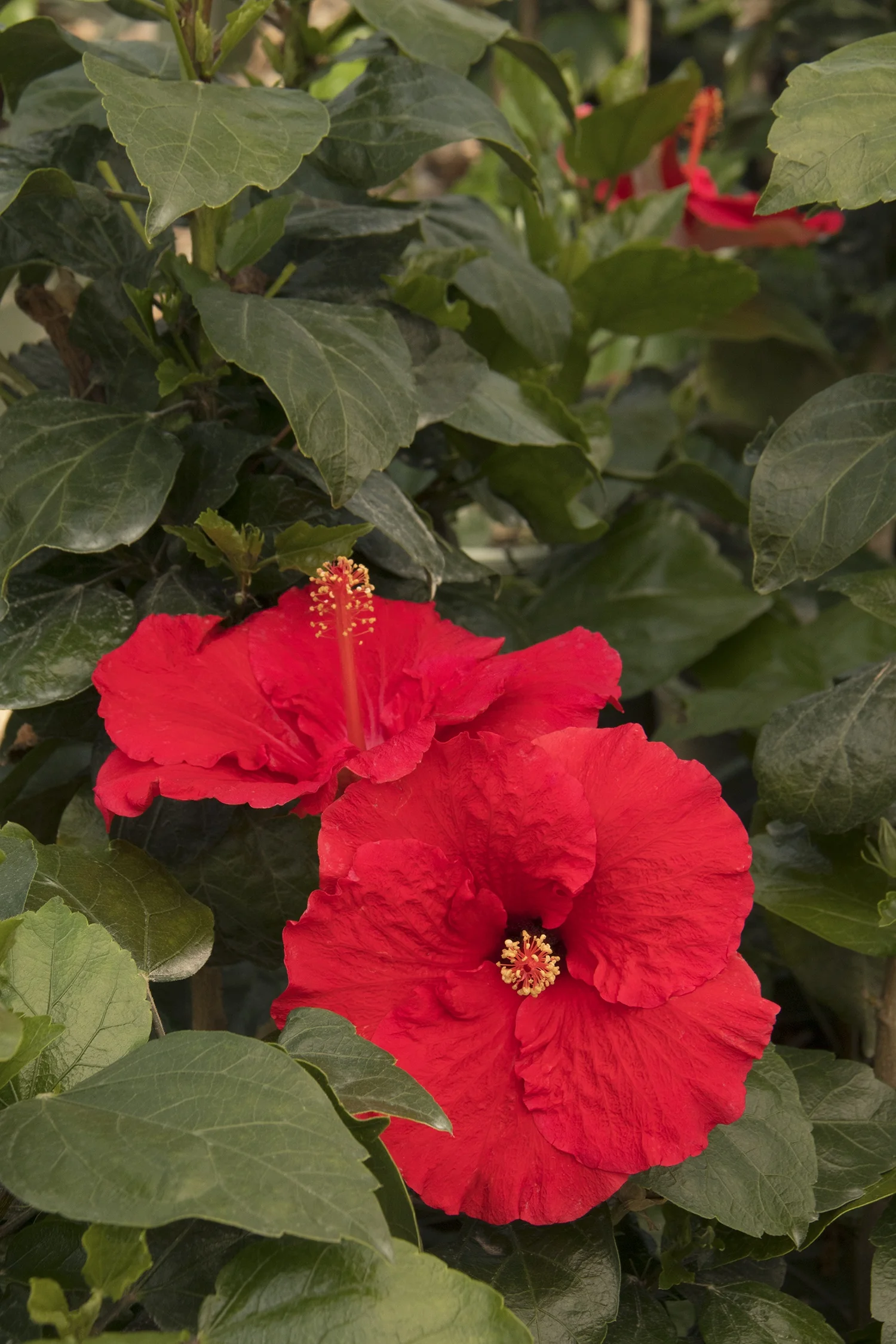 Red Darling® Hibiscus 4 Red Darling® Hibiscus