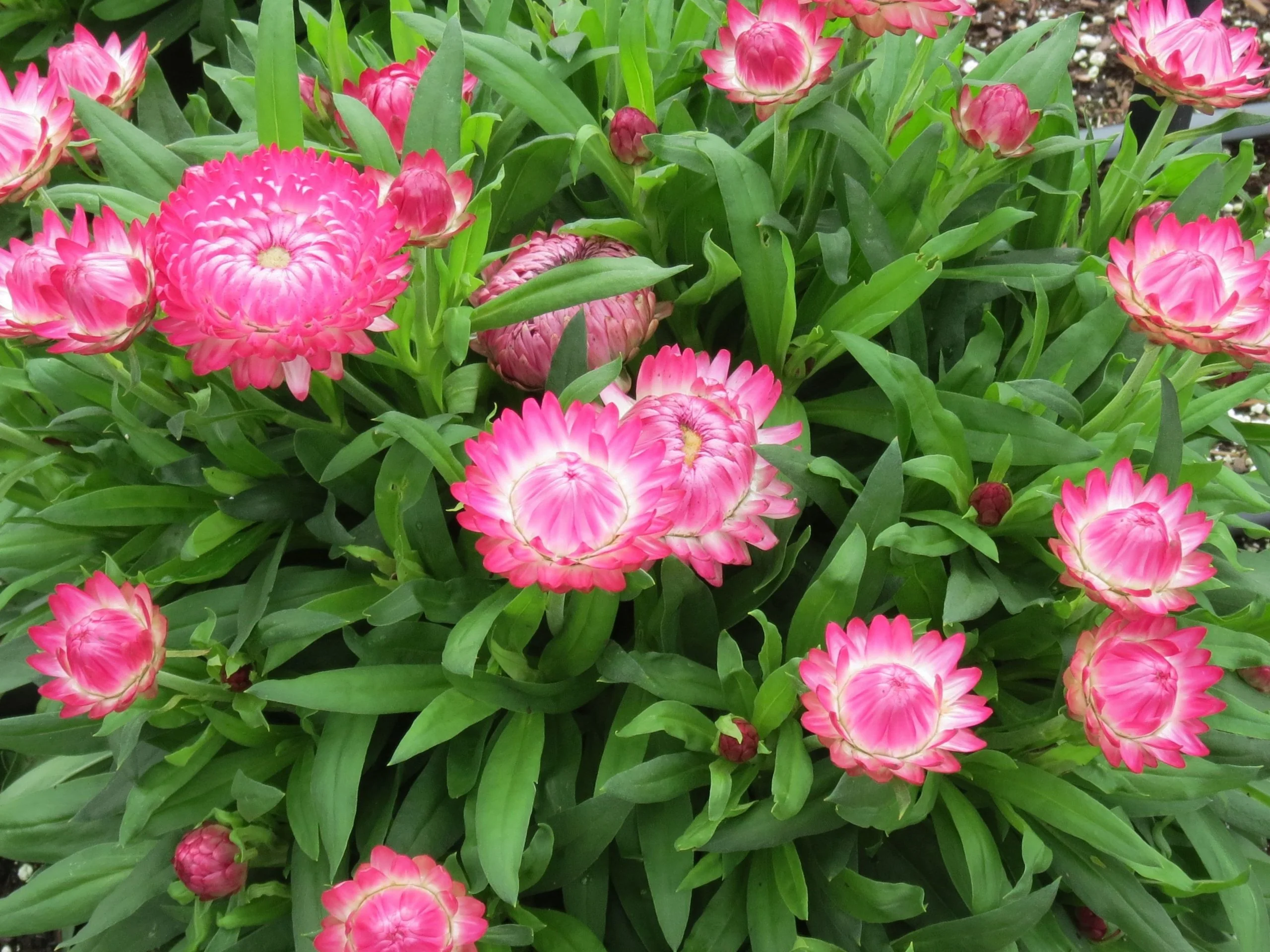 Granvia Pink Strawflower 5 Granvia Pink Strawflower