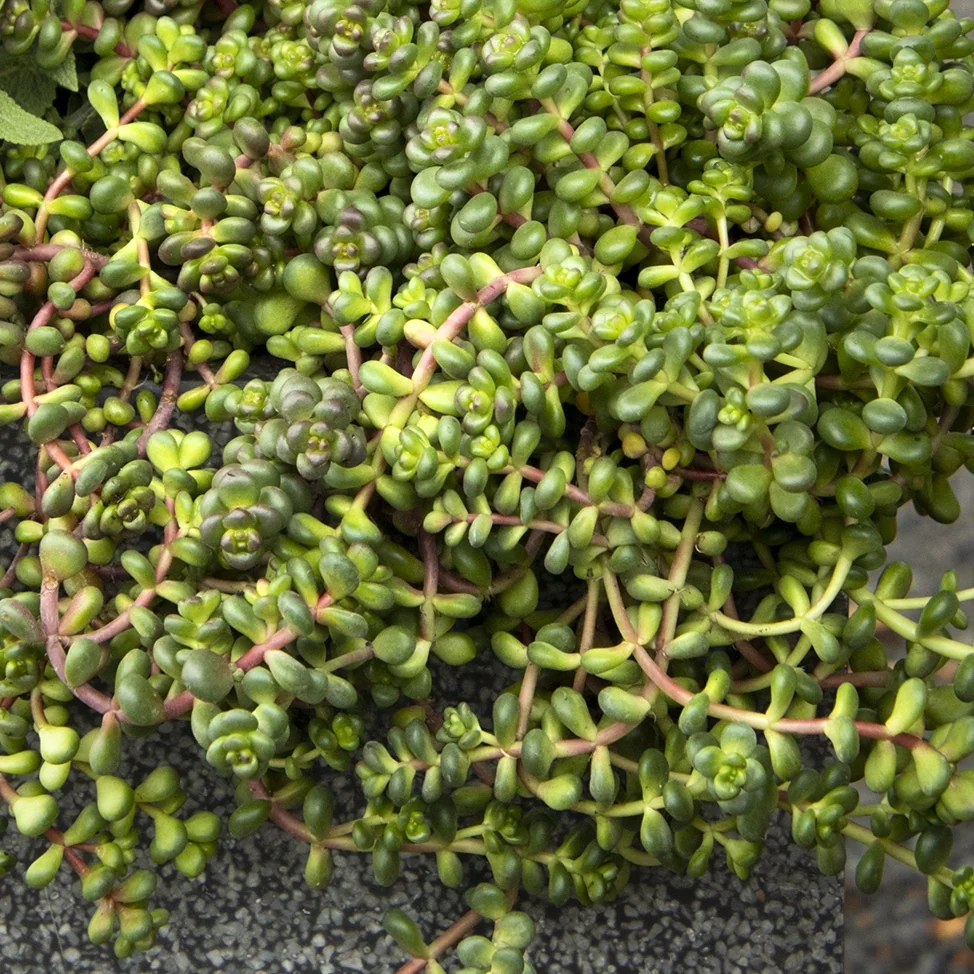 Old Man's Bones Stonecrop 1 Old Man's Bones Stonecrop