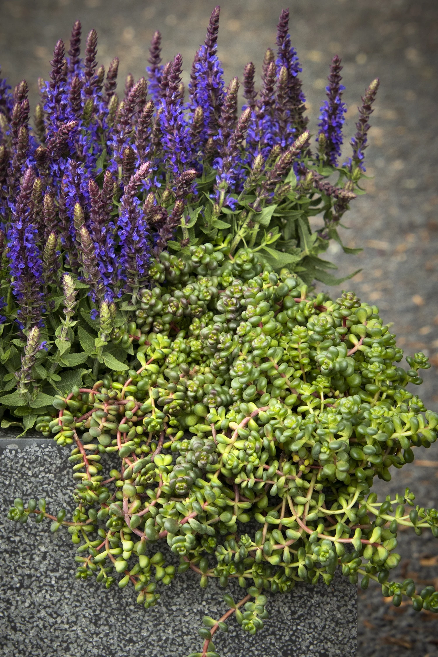 Old Man's Bones Stonecrop 2 Old Man's Bones Stonecrop