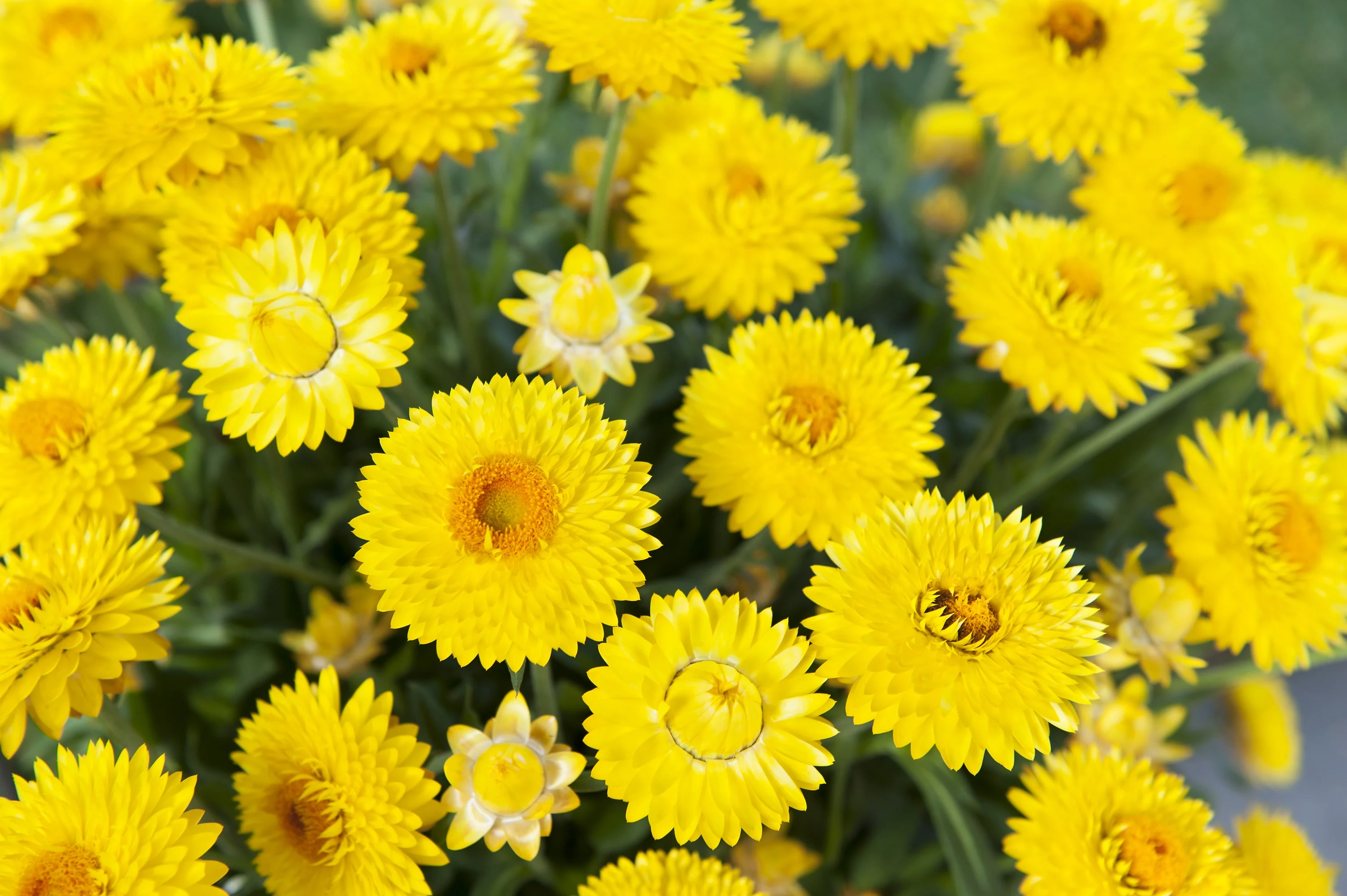 Granvia Gold Strawflower 4 Granvia Gold Strawflower