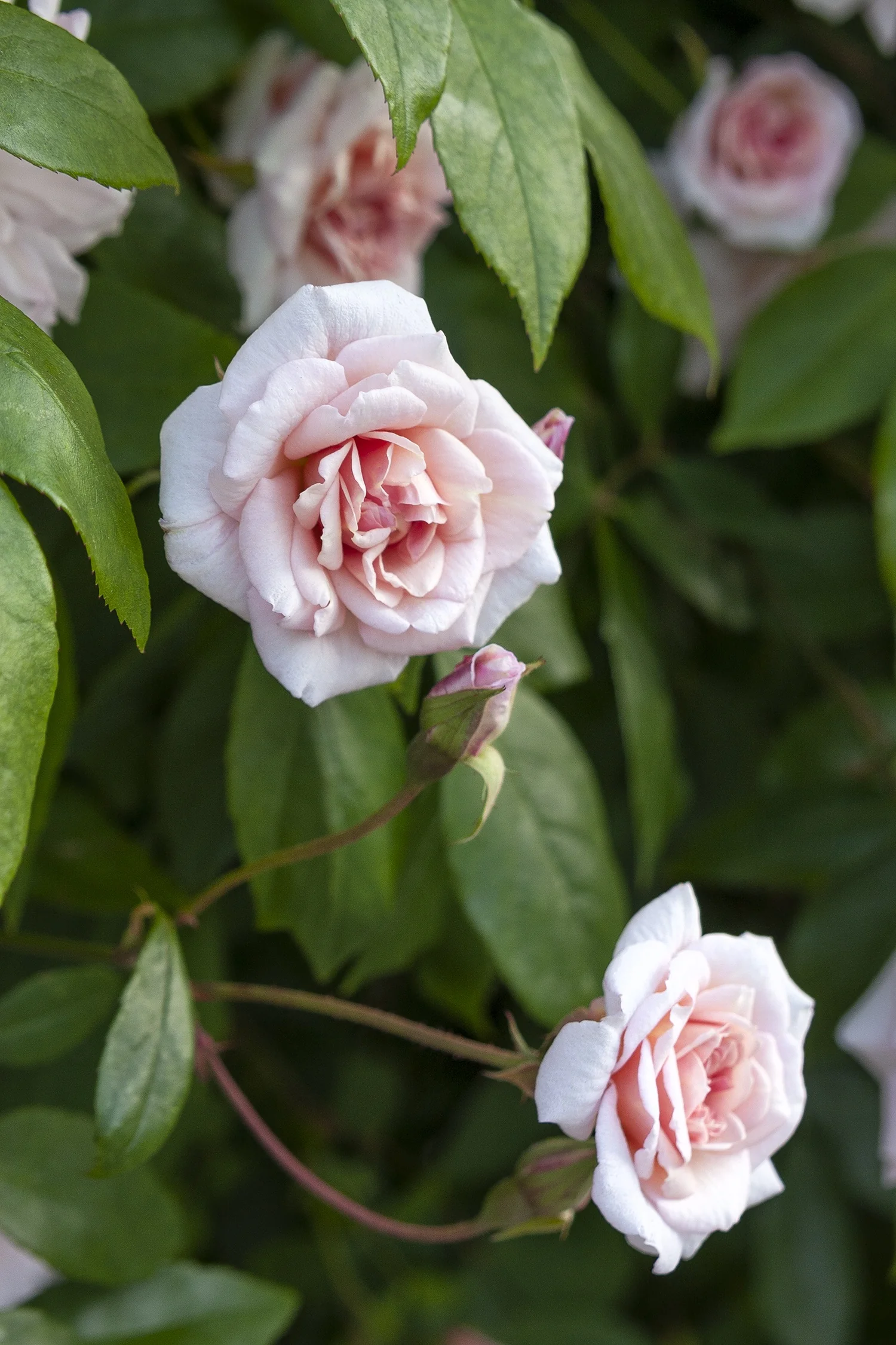 Cecile Brunner Climbing Rose 1 Cecile Brunner Climbing Rose