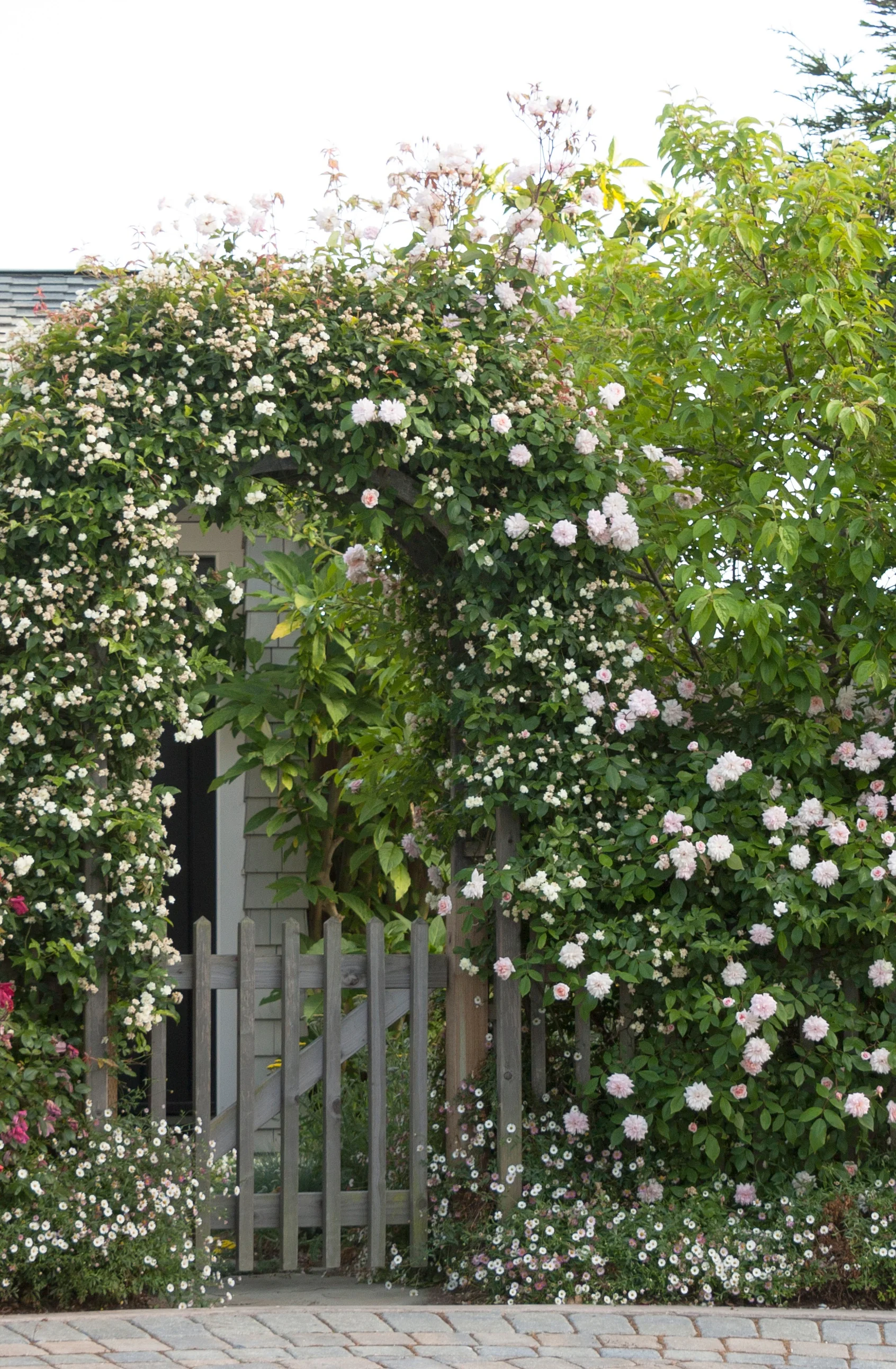 Cecile Brunner Climbing Rose 2 Cecile Brunner Climbing Rose
