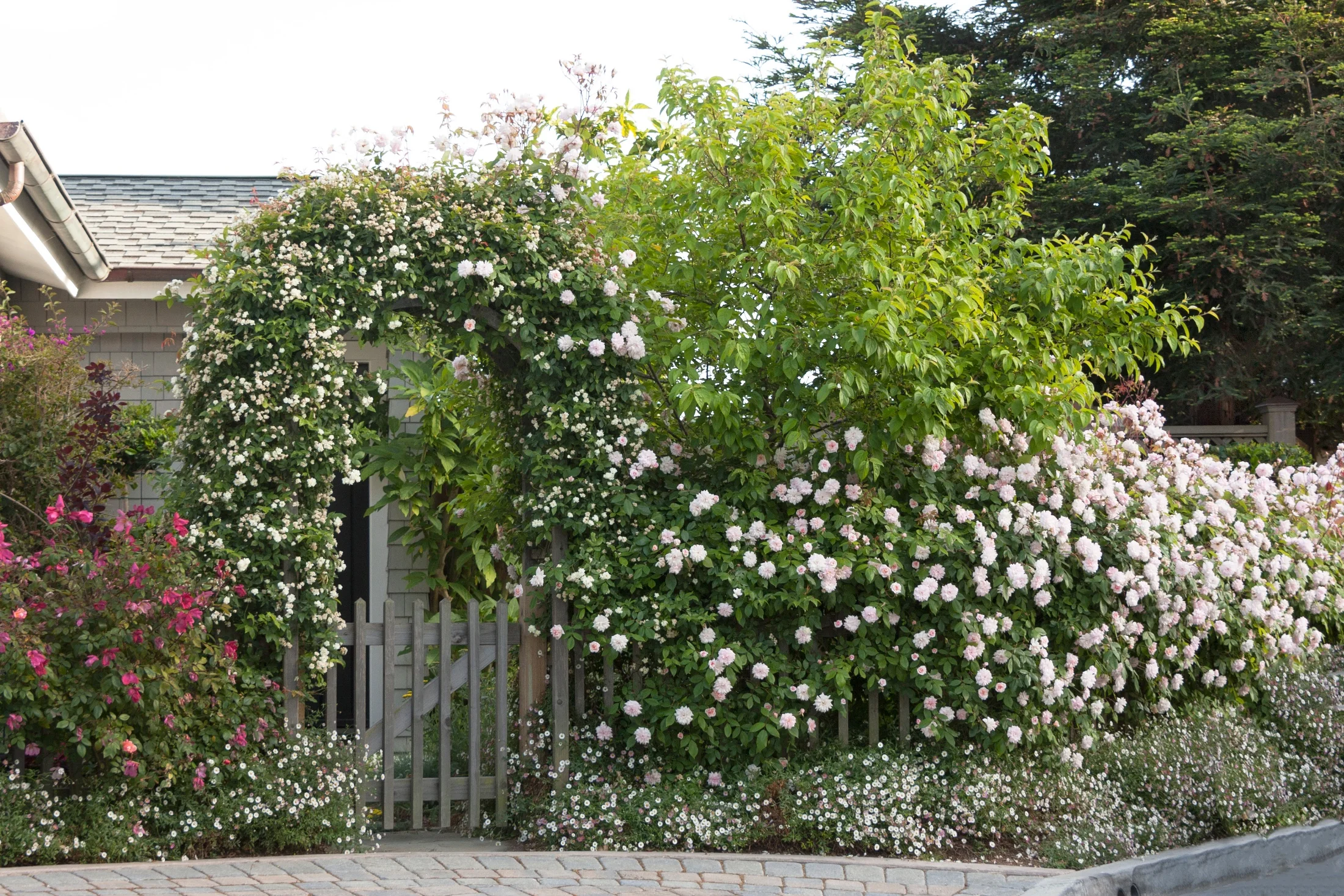 Cecile Brunner Climbing Rose 3 Cecile Brunner Climbing Rose
