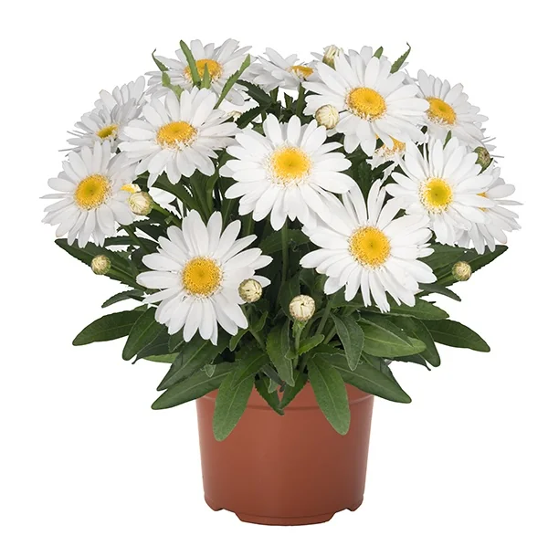 Sweet Daisy® Birdy Shasta Daisy 9 Sweet Daisy® Birdy Shasta Daisy