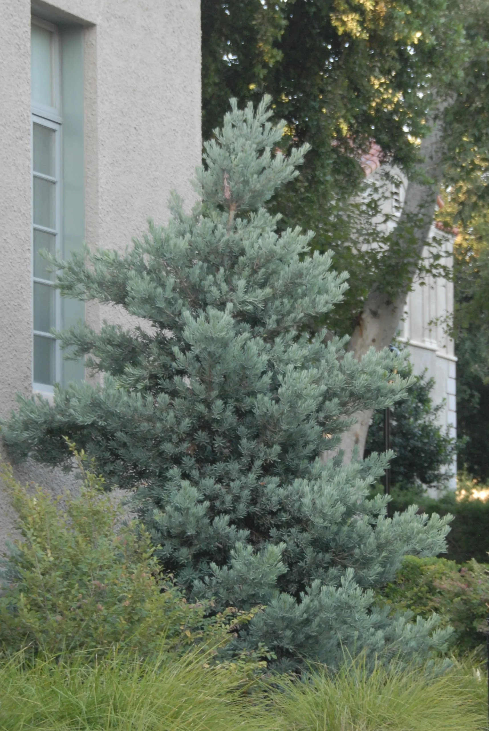 Icee Blue® Yellow-Wood