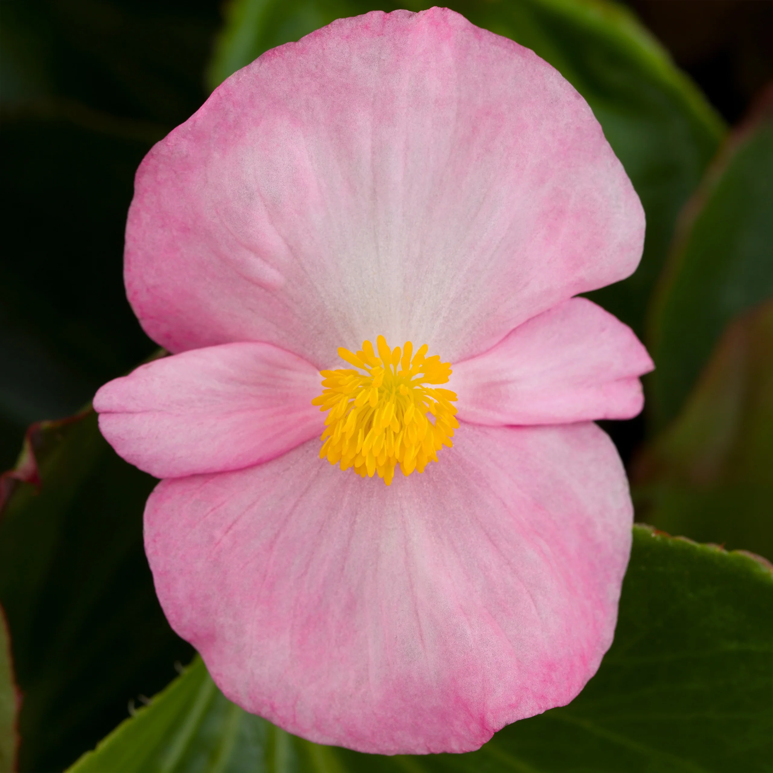 Tophat™ Begonia 11 Tophat™ Begonia