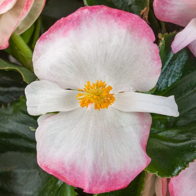 Tophat™ Begonia 2 Tophat™ Begonia
