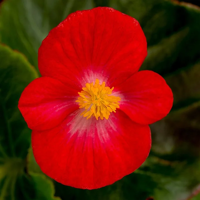 Tophat™ Begonia 3 Tophat™ Begonia