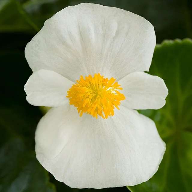 Tophat™ Begonia 4 Tophat™ Begonia