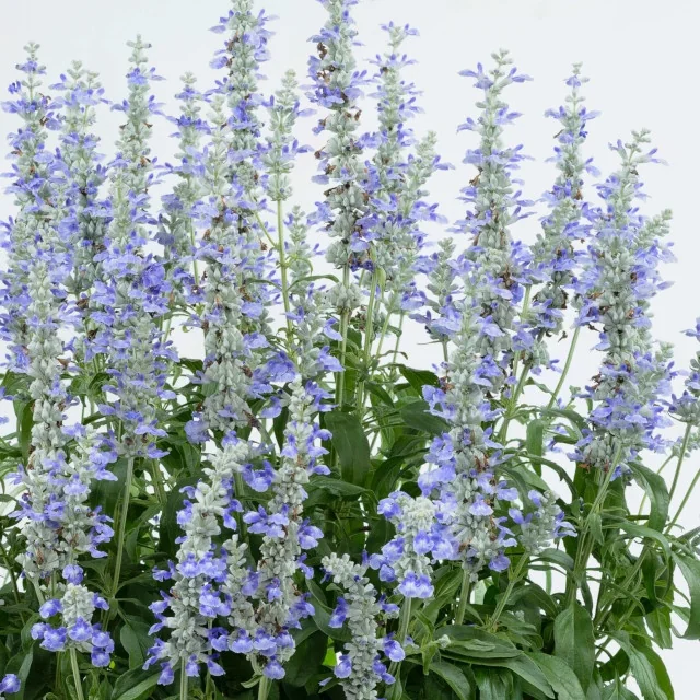Sallyfun™ Salvia 1 Sallyfun™ Salvia