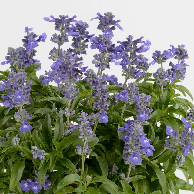 Sallyfun™ Salvia 2 Sallyfun™ Salvia