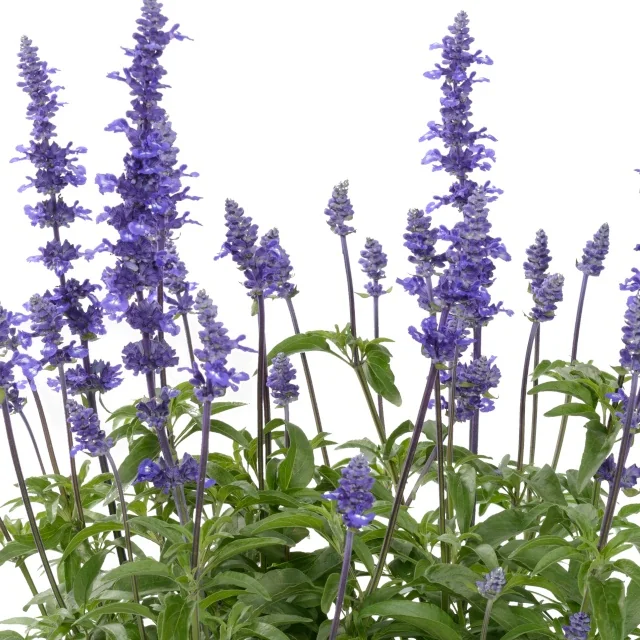 Sallyfun™ Salvia 3 Sallyfun™ Salvia