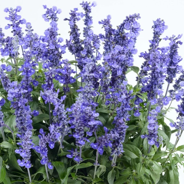Sallyfun™ Salvia 4 Sallyfun™ Salvia