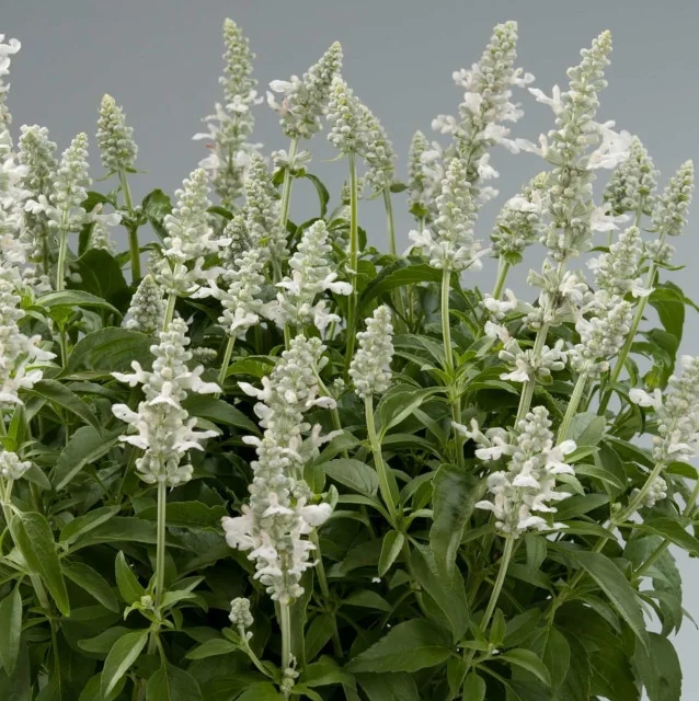 Sallyfun™ Salvia 5 Sallyfun™ Salvia