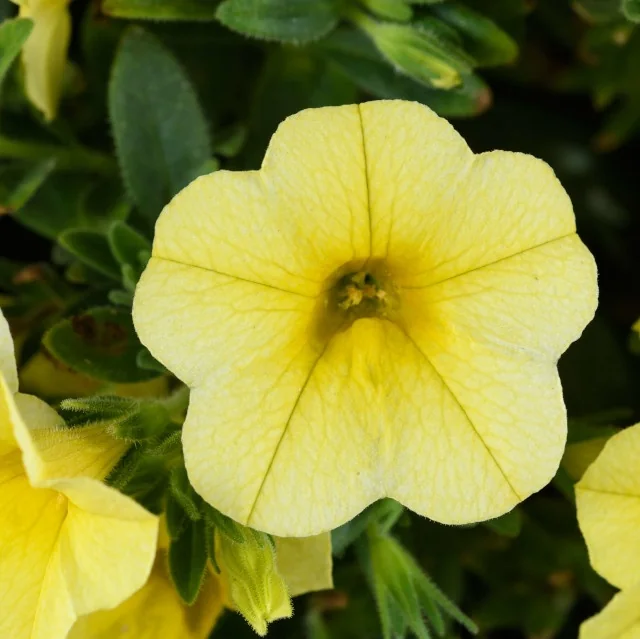 Colibri™ Calibrachoa 10 Colibri™ Calibrachoa