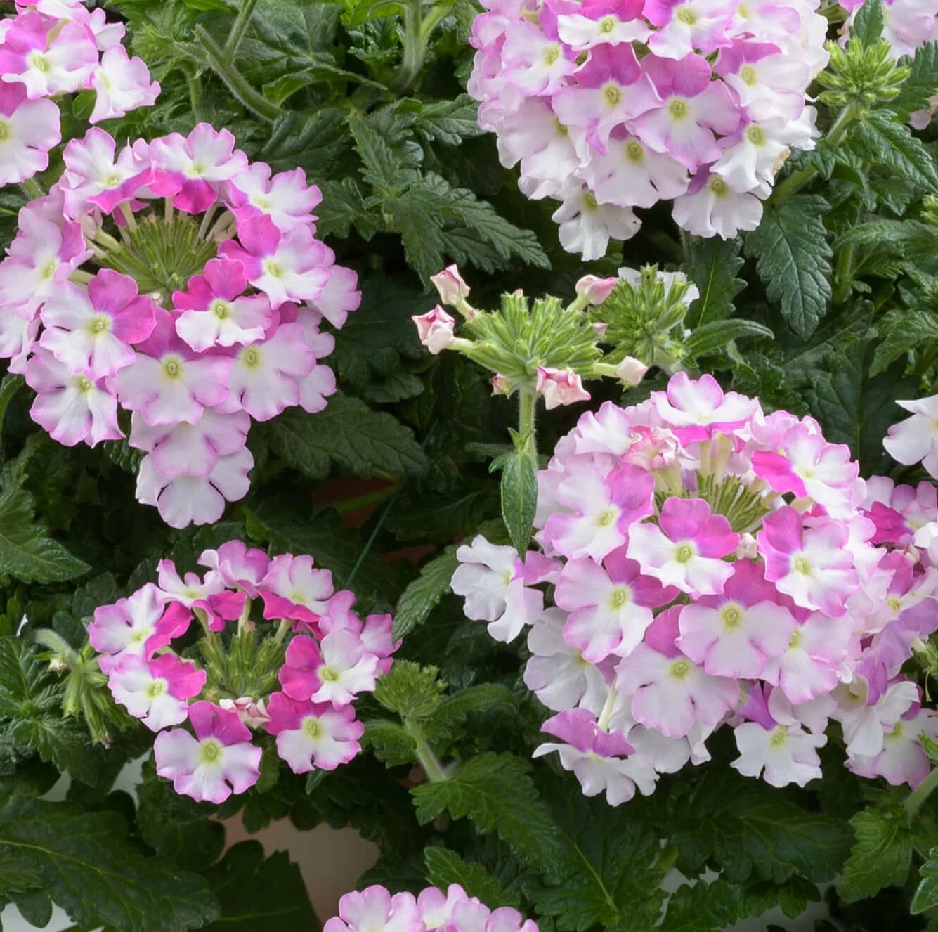 Vanessa™ Verbena