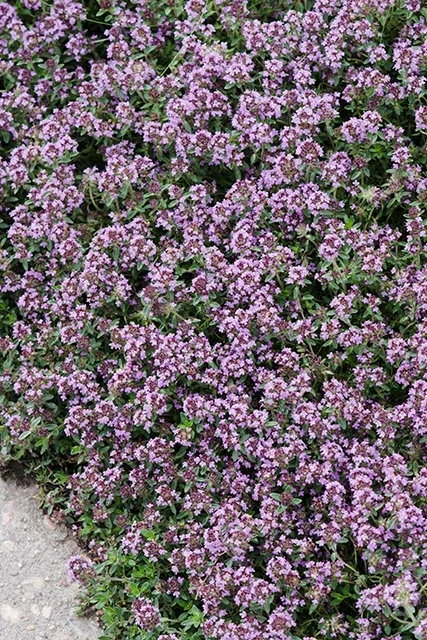 Pink Chintz Thyme 9 Pink Chintz Thyme