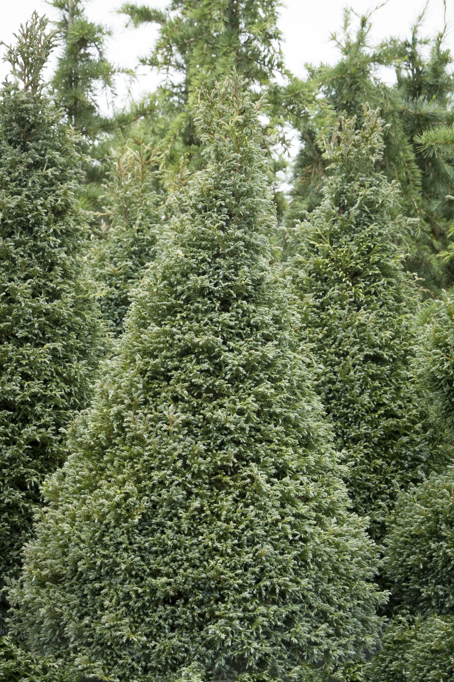 Baby Blue Sawara Cypress 6 Baby Blue Sawara Cypress