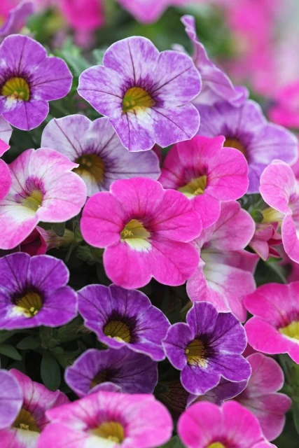 Chameleon® Calibrachoa 5 Chameleon® Calibrachoa