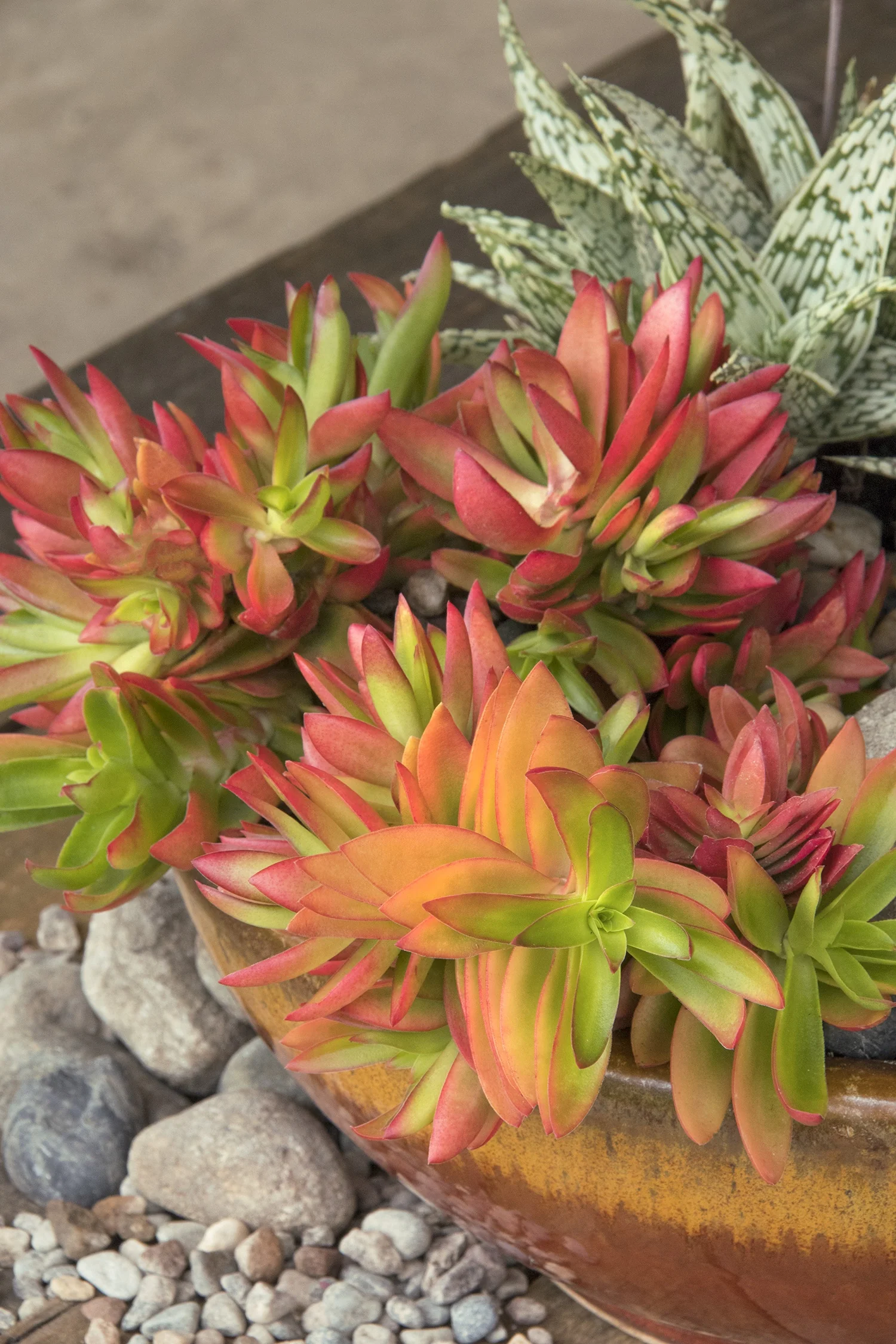 Campfire Crassula 1 Campfire Crassula