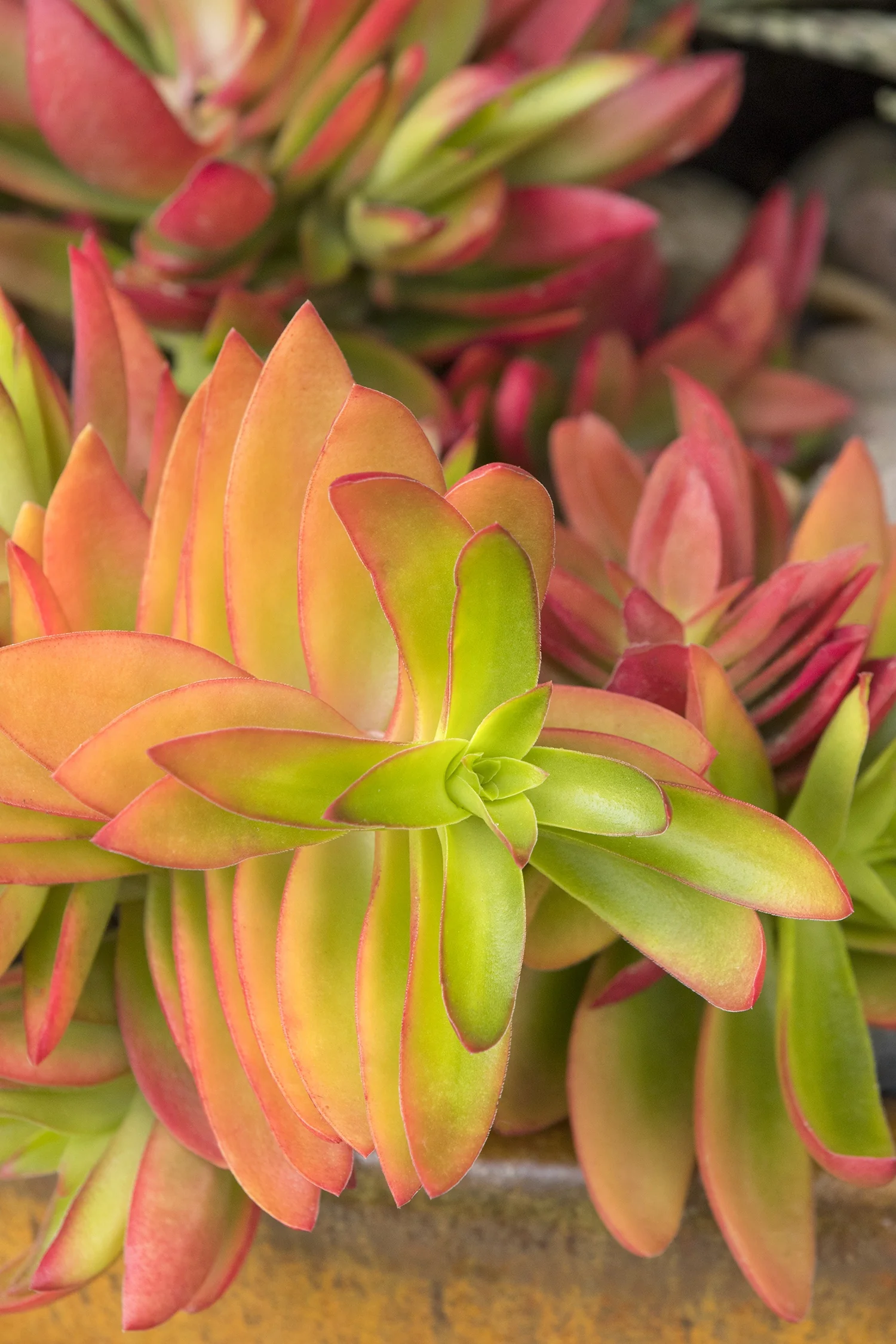 Campfire Crassula 3 Campfire Crassula