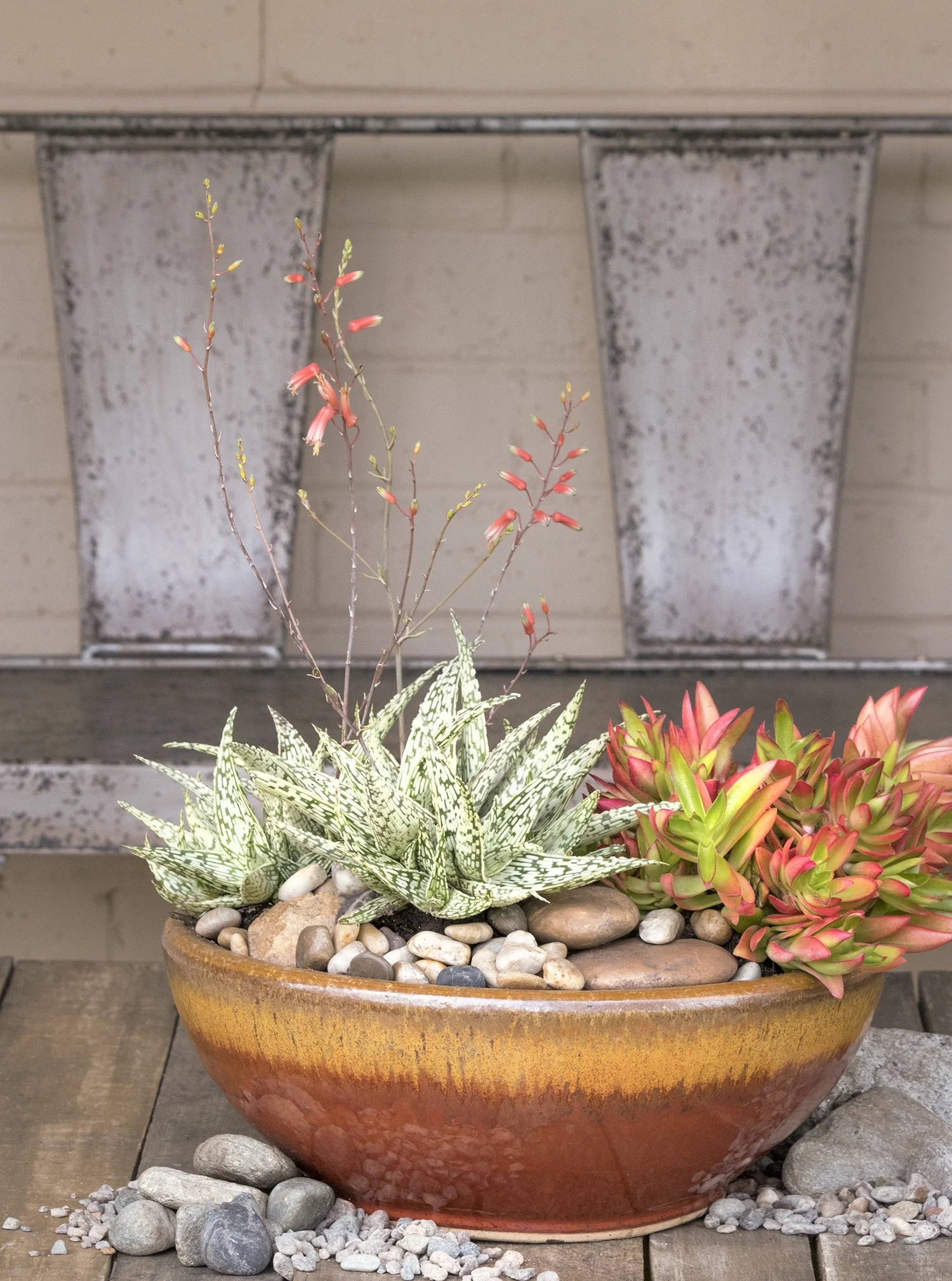 Campfire Crassula 4 Campfire Crassula
