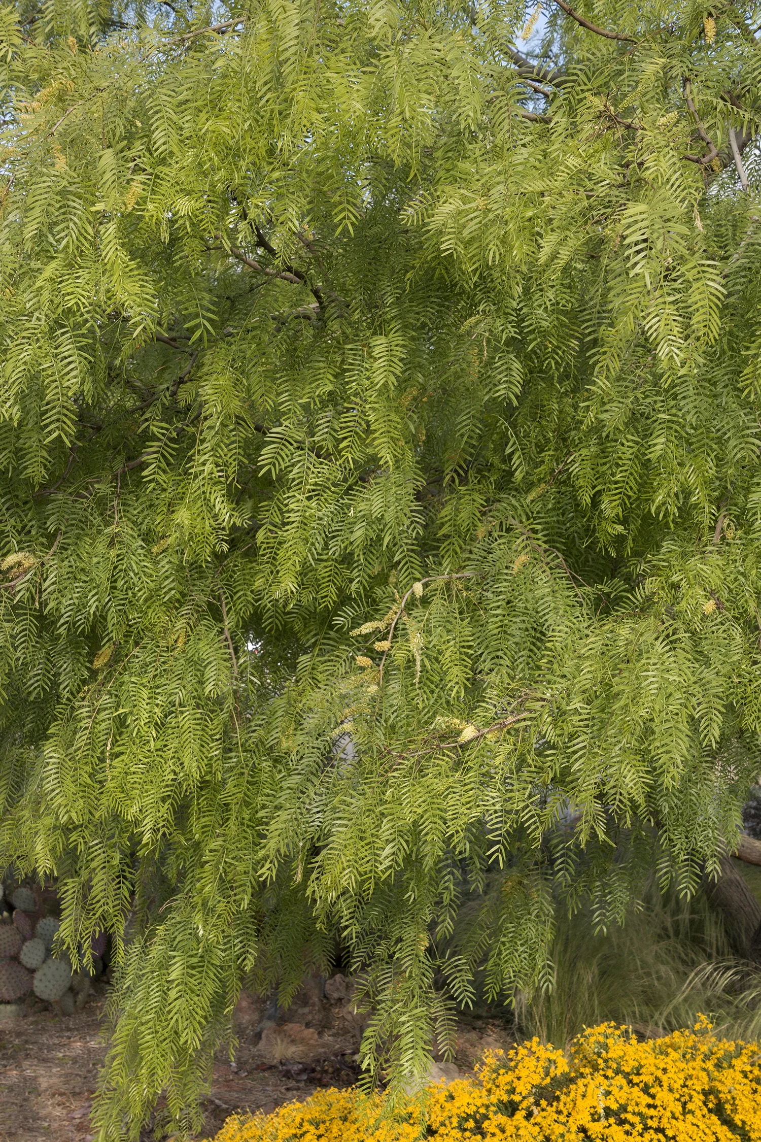 Thornless Chilean Mesquite 8 Thornless Chilean Mesquite